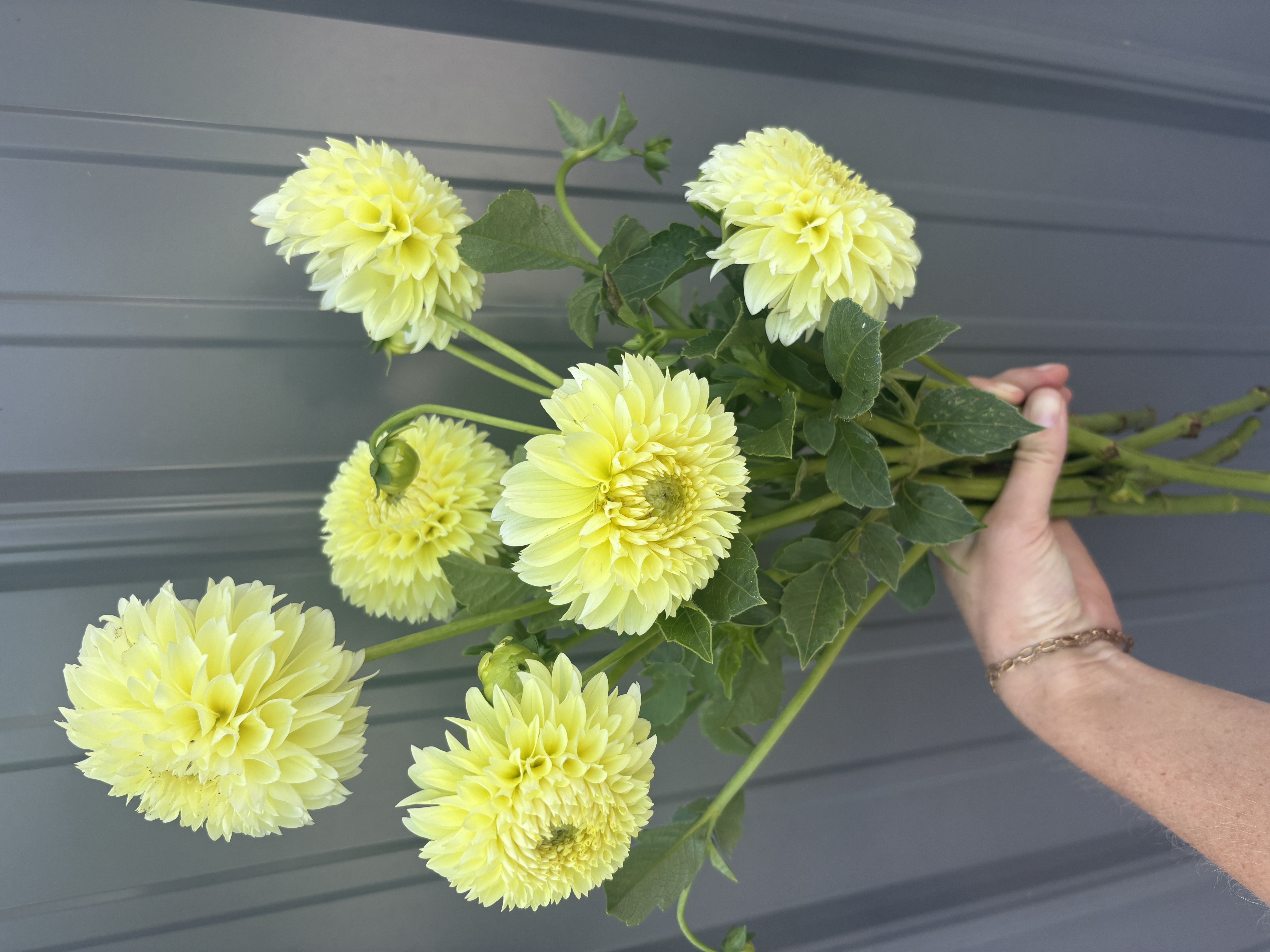 DAHLIA Ball