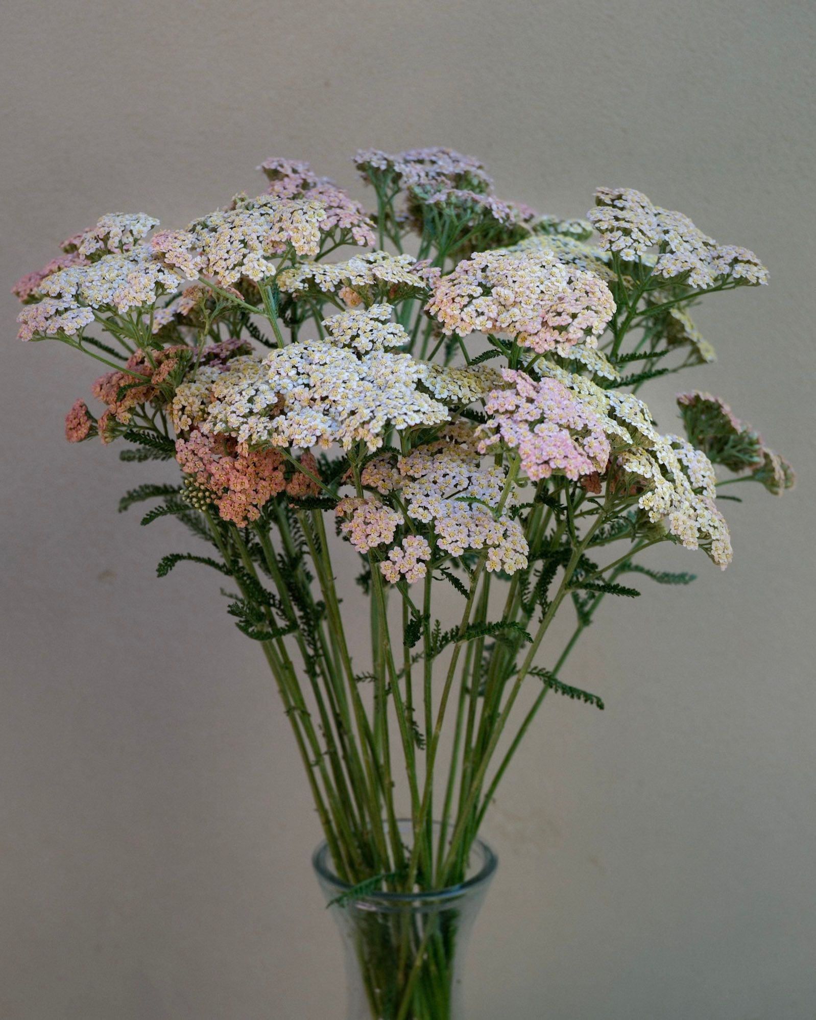 ACHILLEA millefolium Summer Pastels