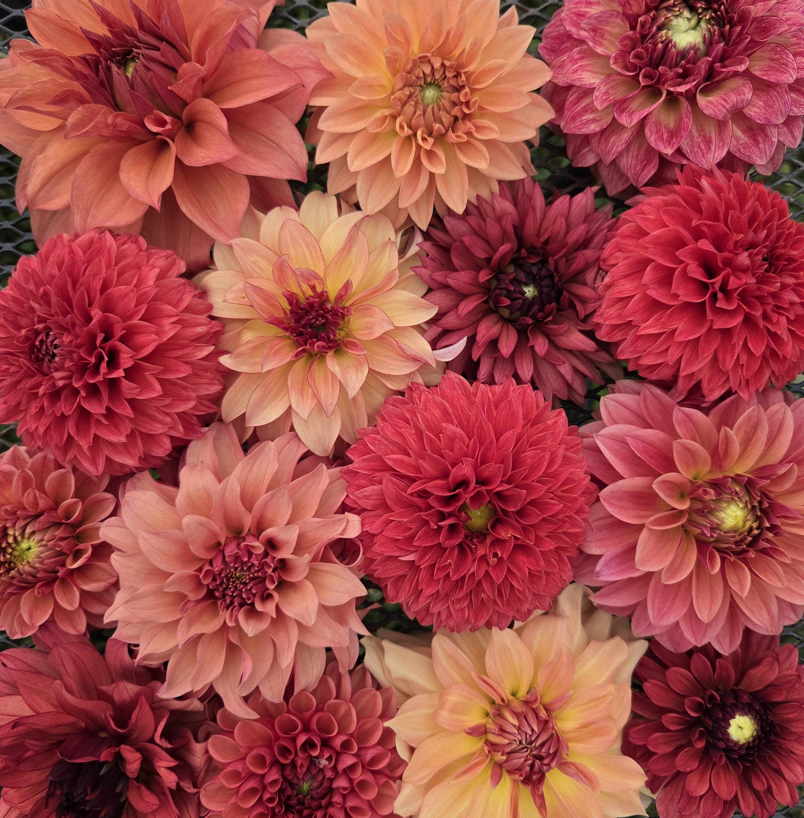 DAHLIA