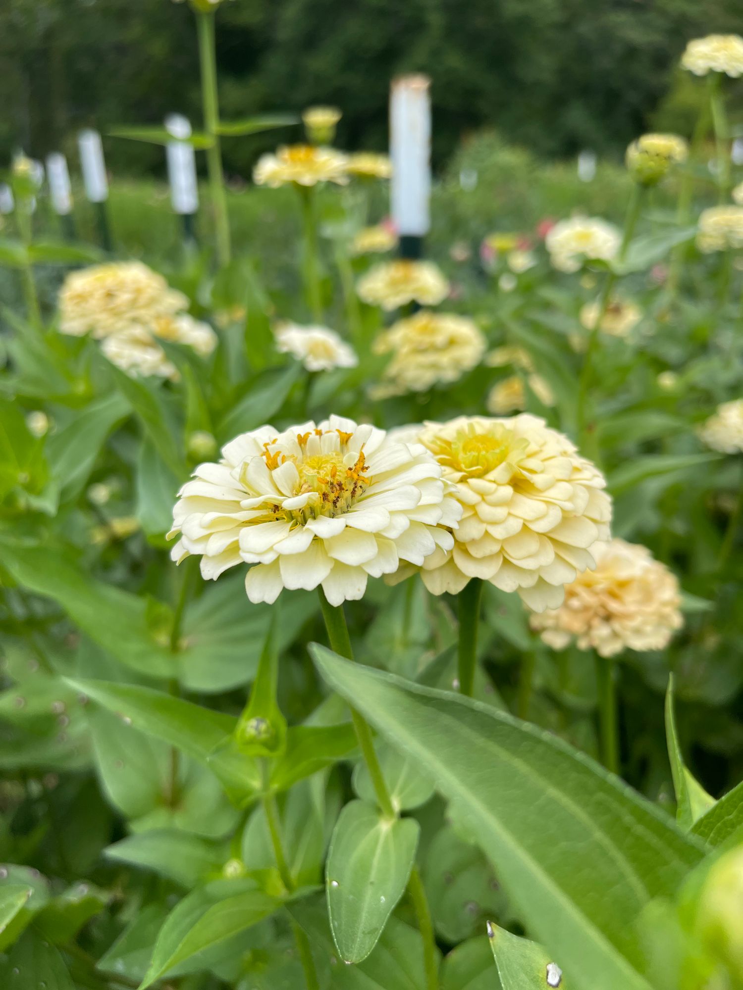 ZINNIA elegans Oklahoma Ivory