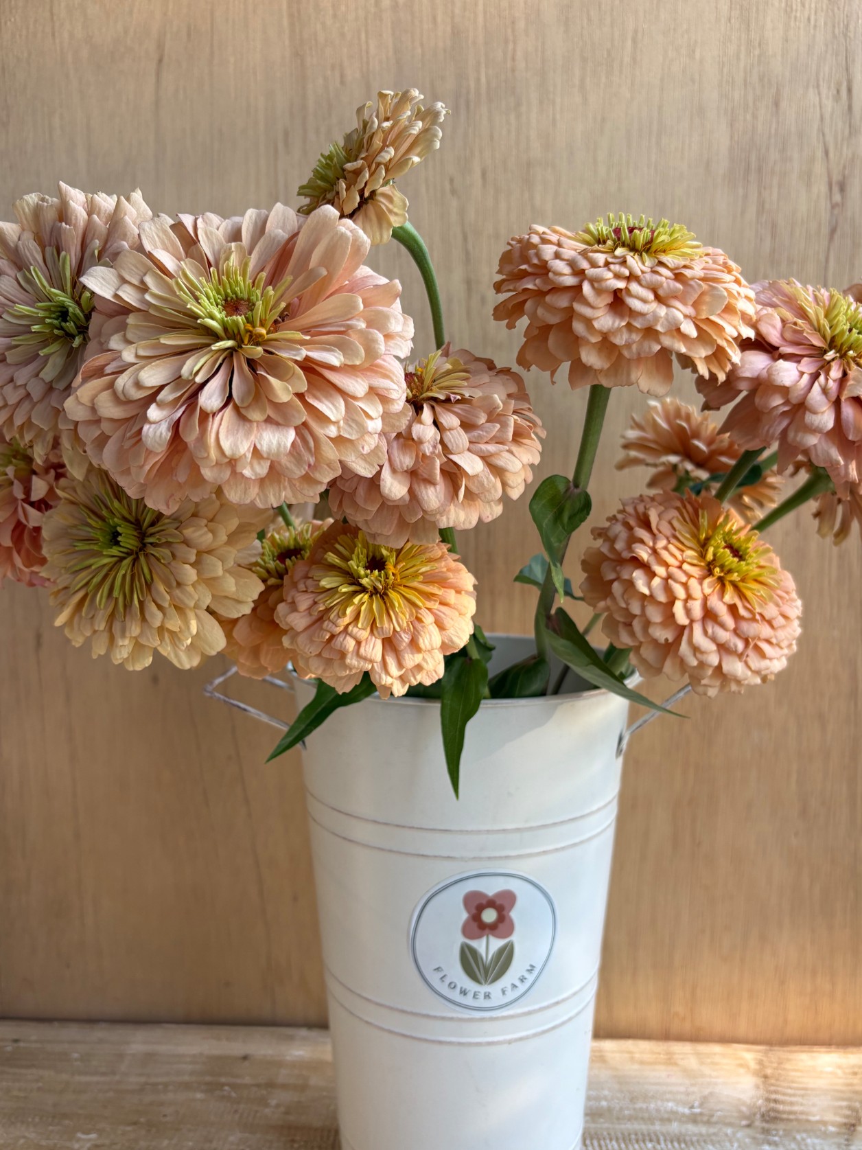 ZINNIA elegans Ballerina
