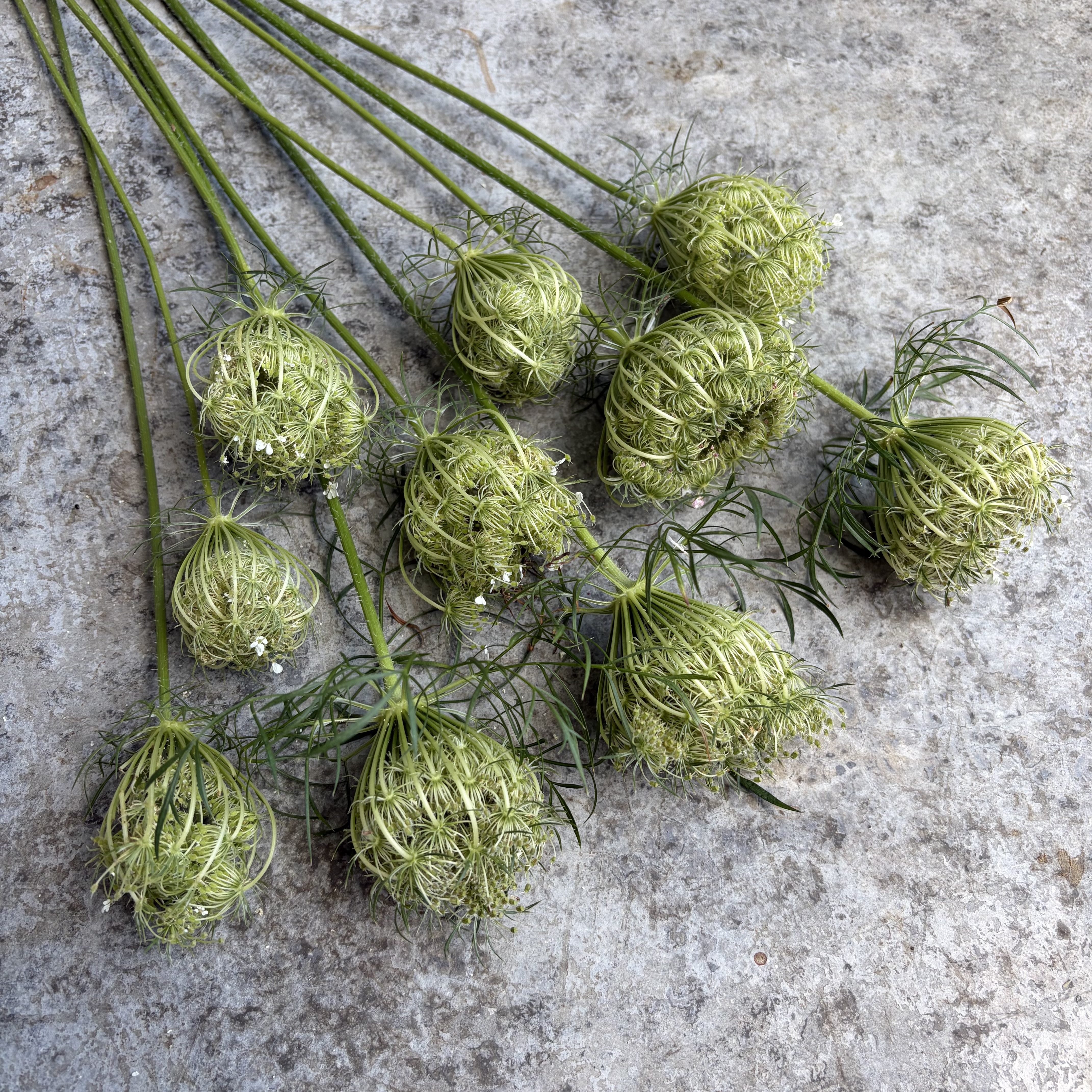 DAUCUS carota