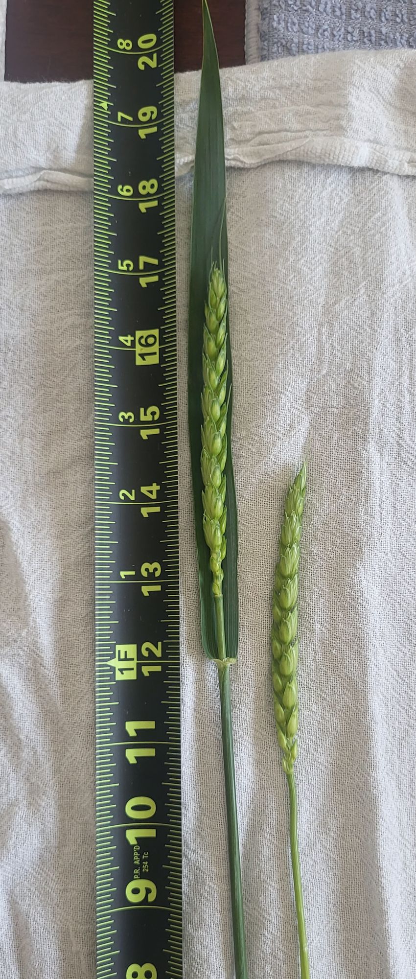 TRITICUM aestivum