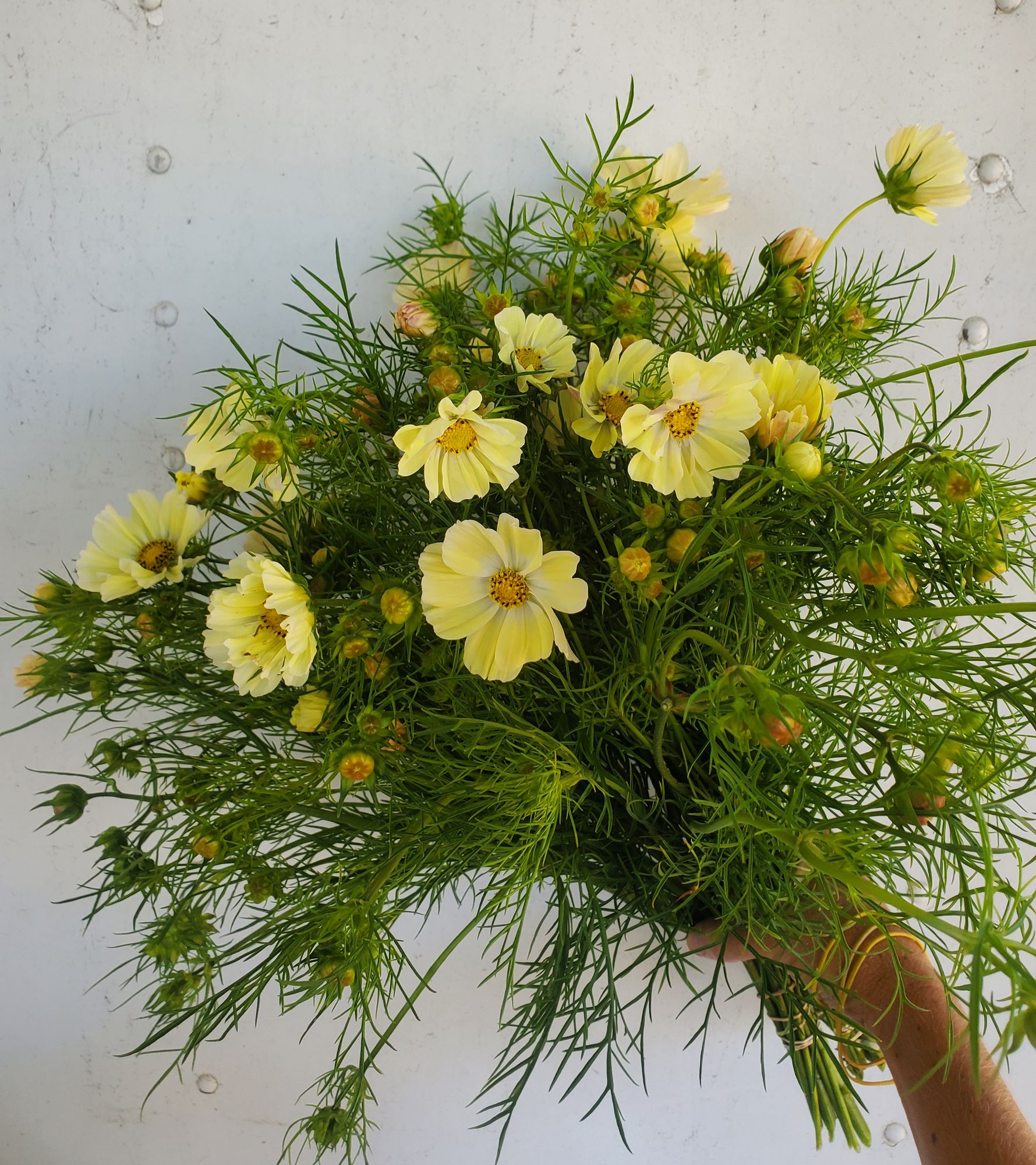 COSMOS bipinnatus Kiiro