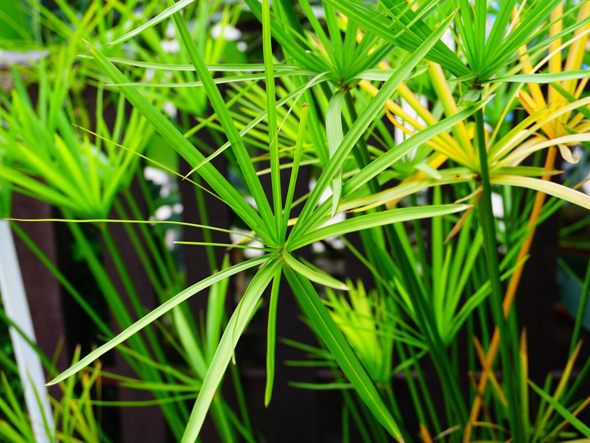 CYPERUS glaber