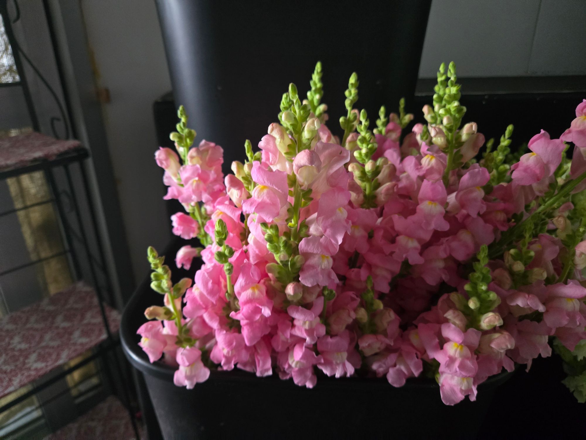 ANTIRRHINUM majus Madame Butterfly Pink