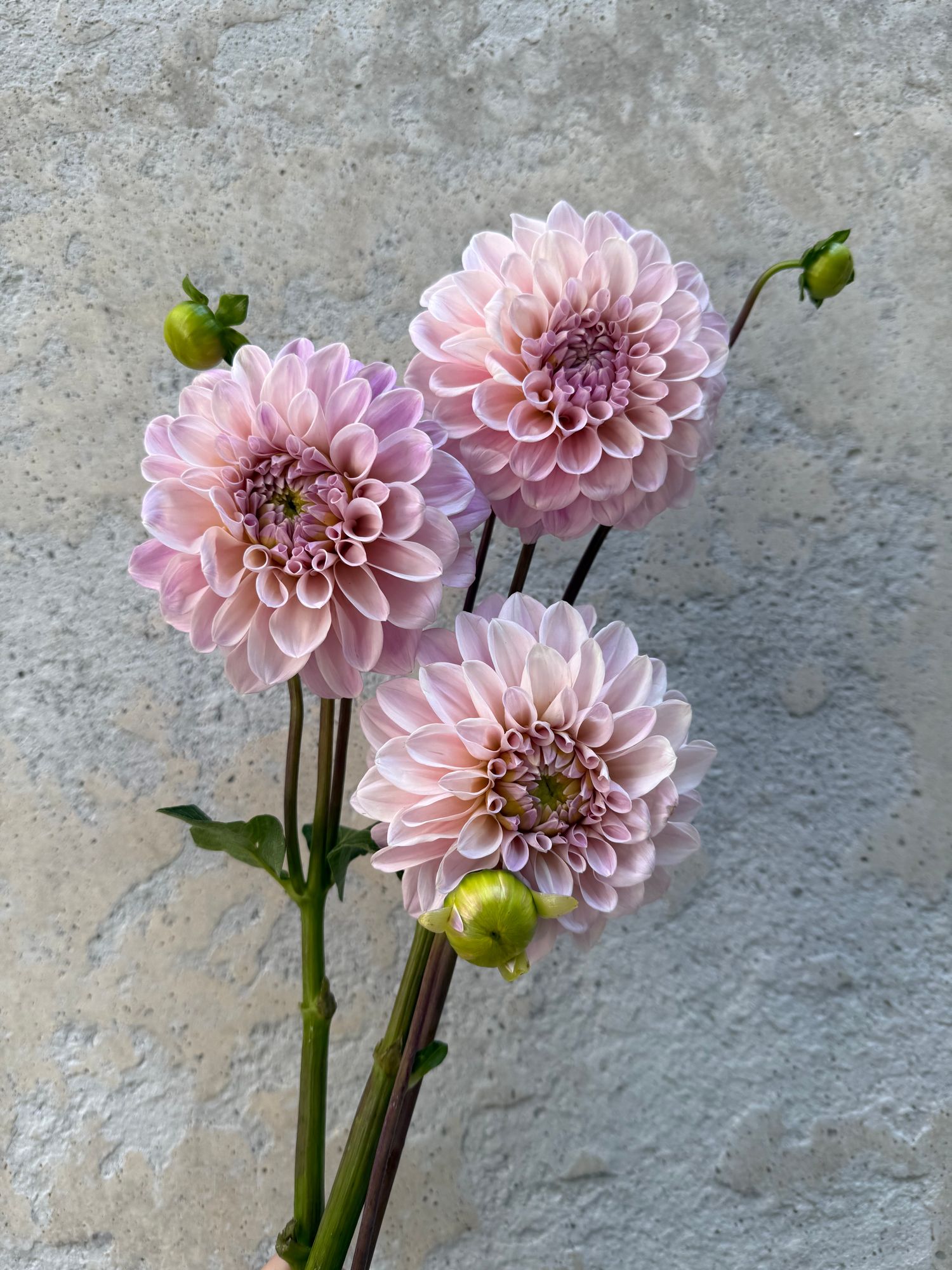DAHLIA Sweet Nathalie
