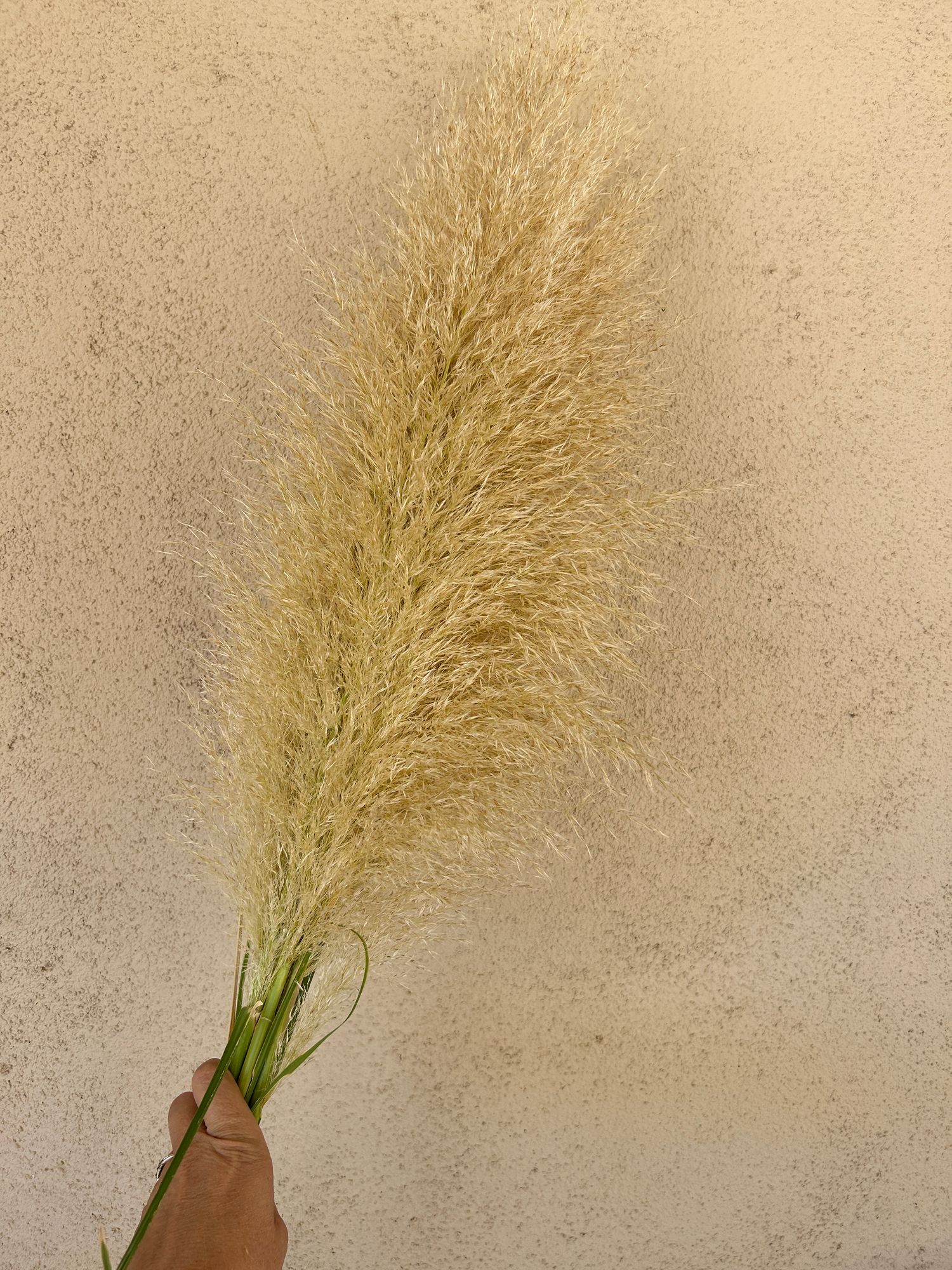 CORTADERIA fulvida