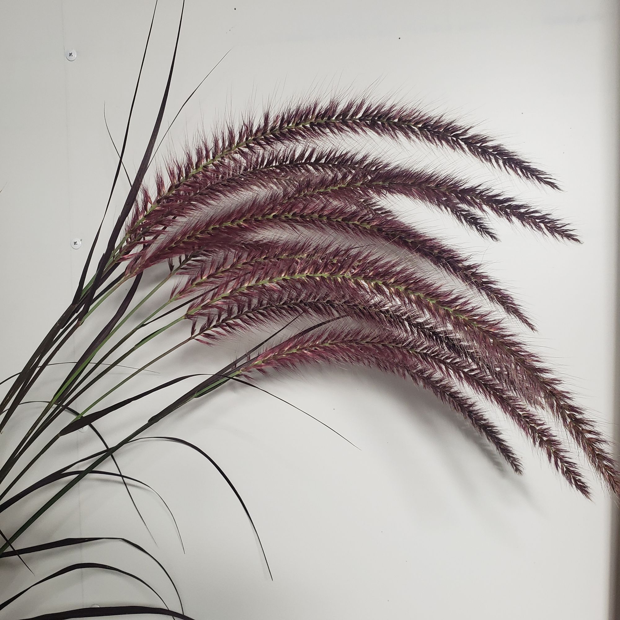 ORNAMENTAL GRASS