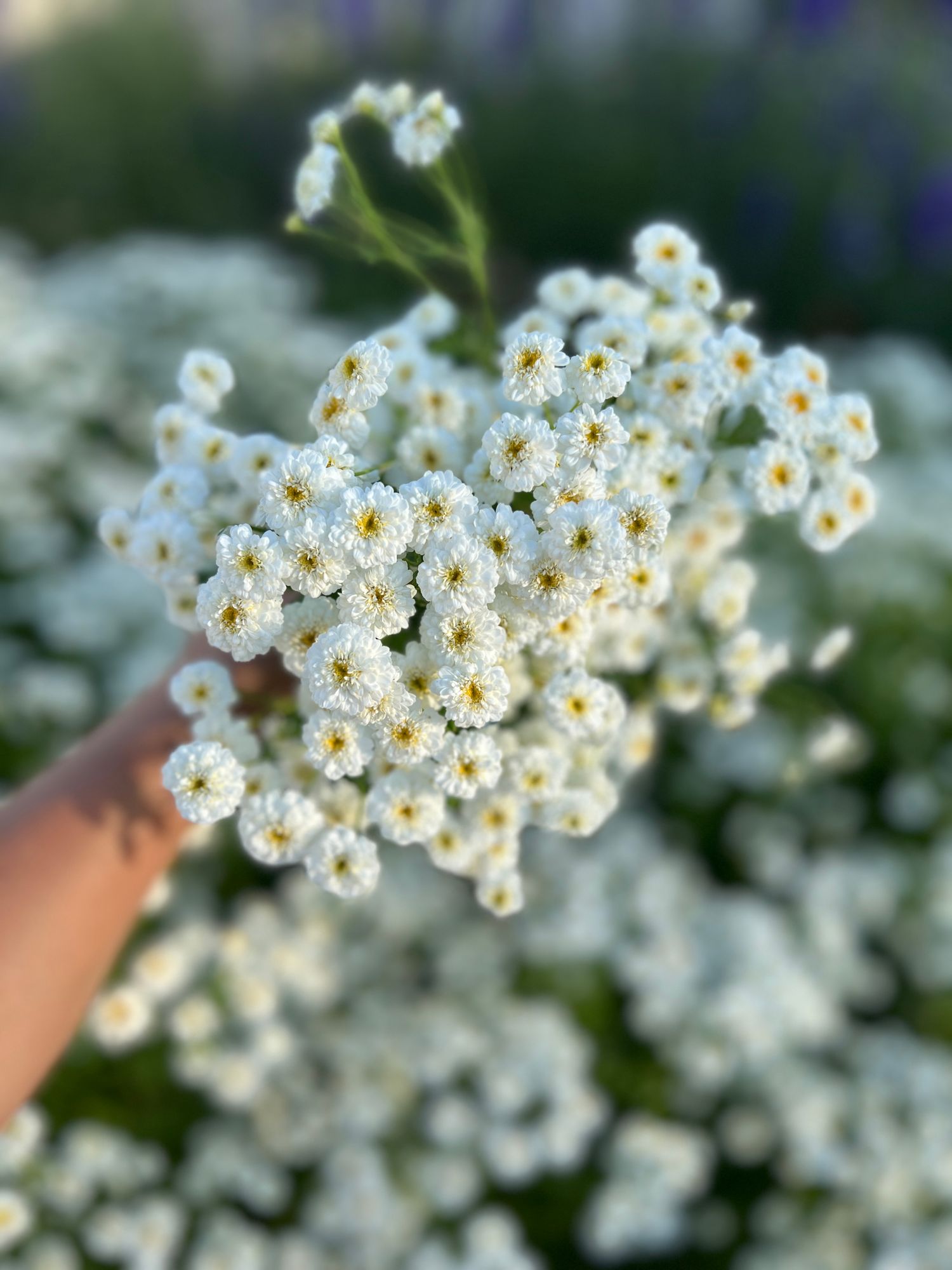 TANACETUM parthenium Tetra