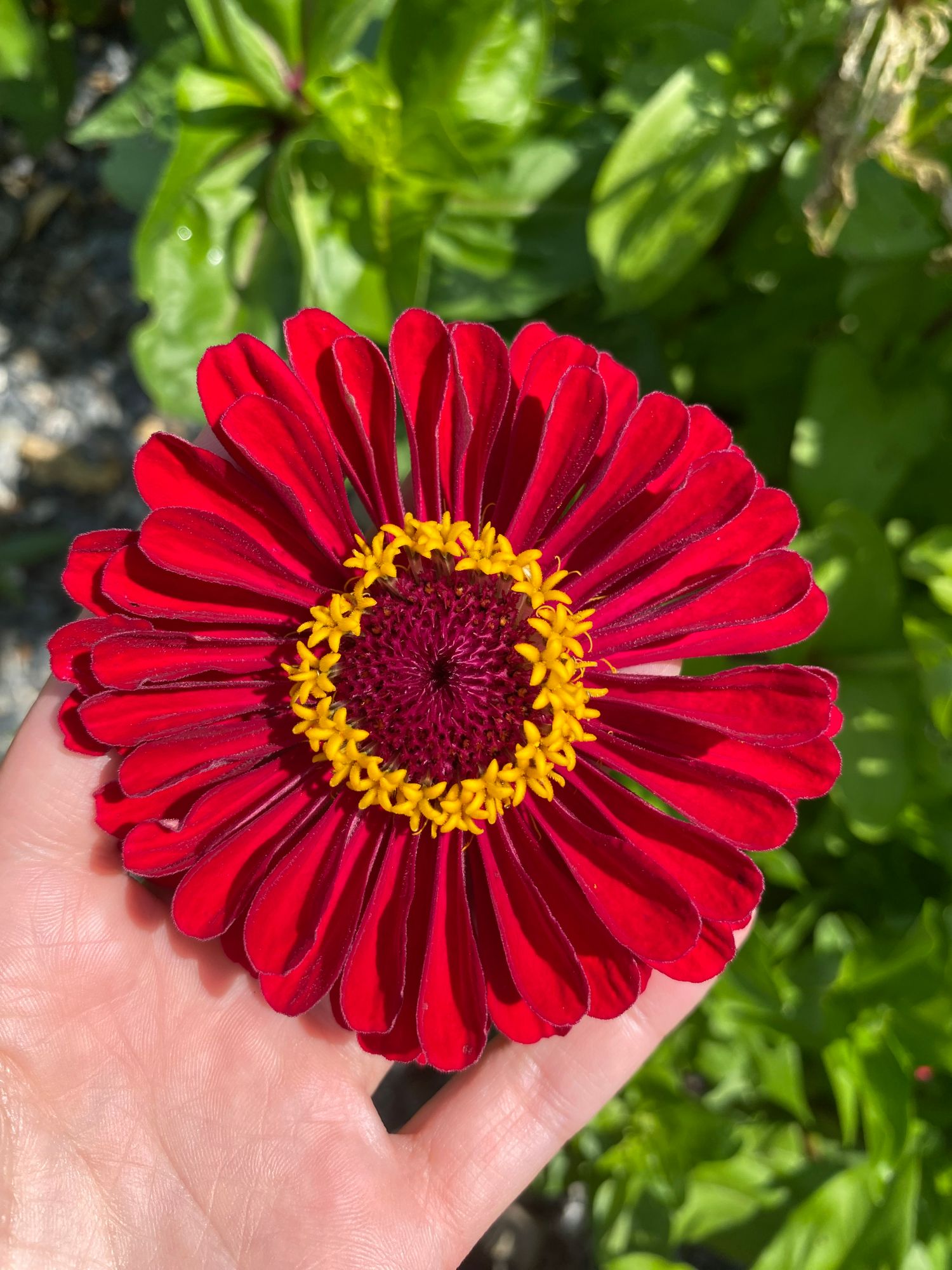 ZINNIA elegans Benarys Giant