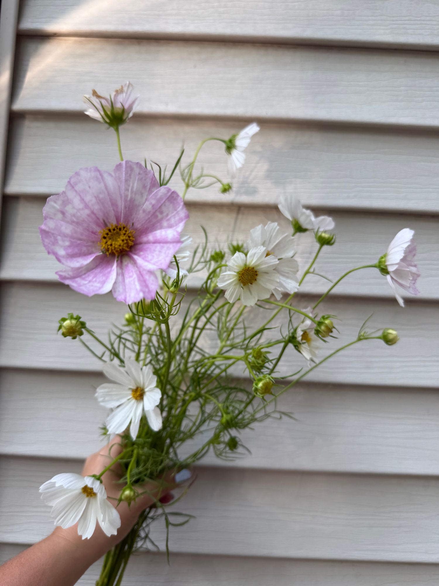 COSMOS