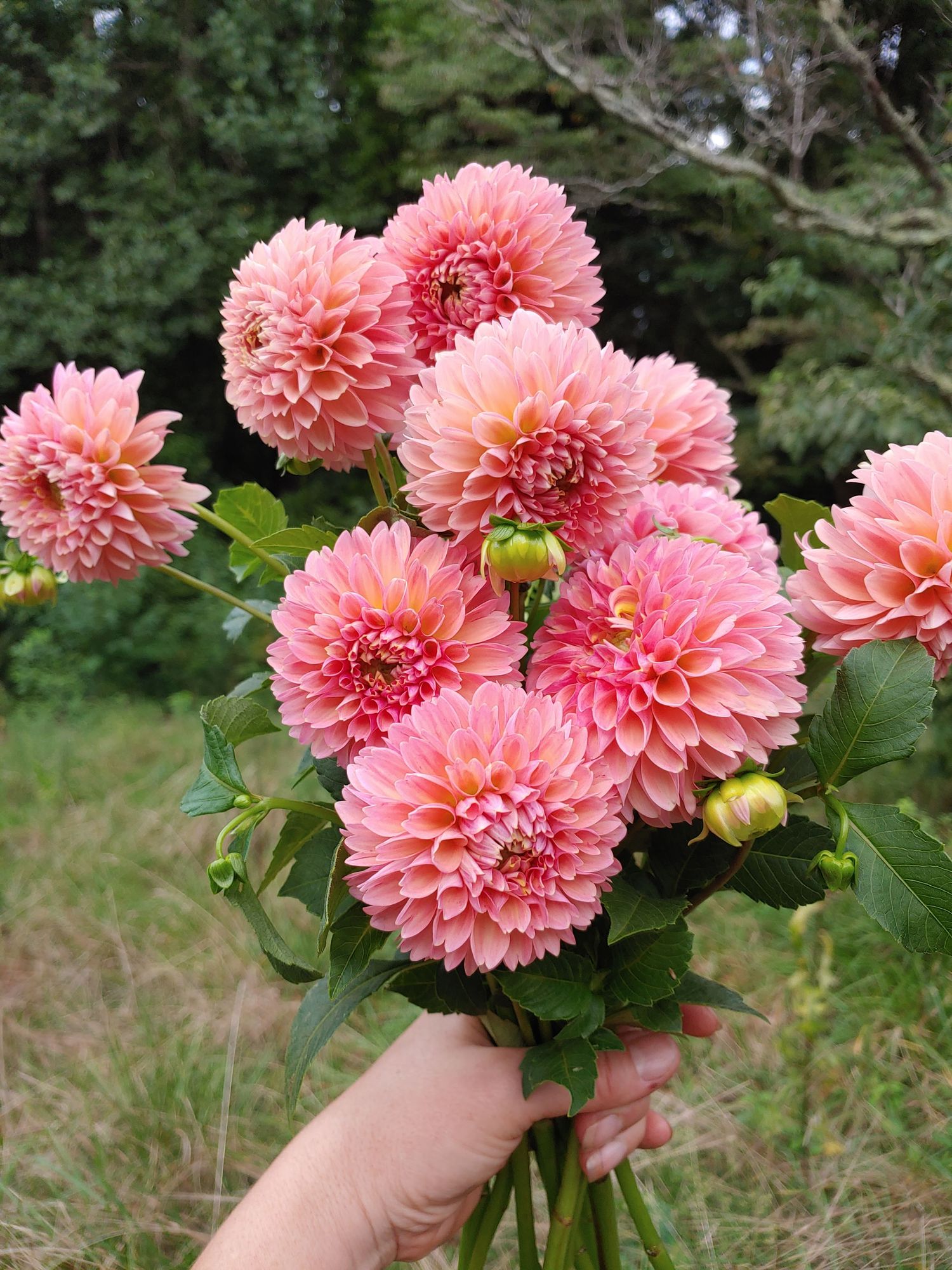 DAHLIA Lindas Baby