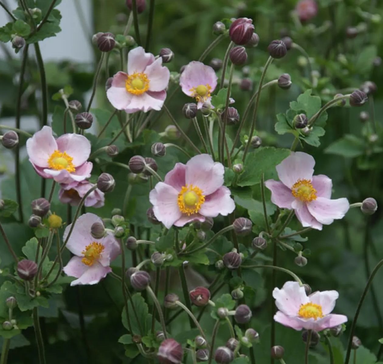 ANEMONE x tomentosa Robustissima