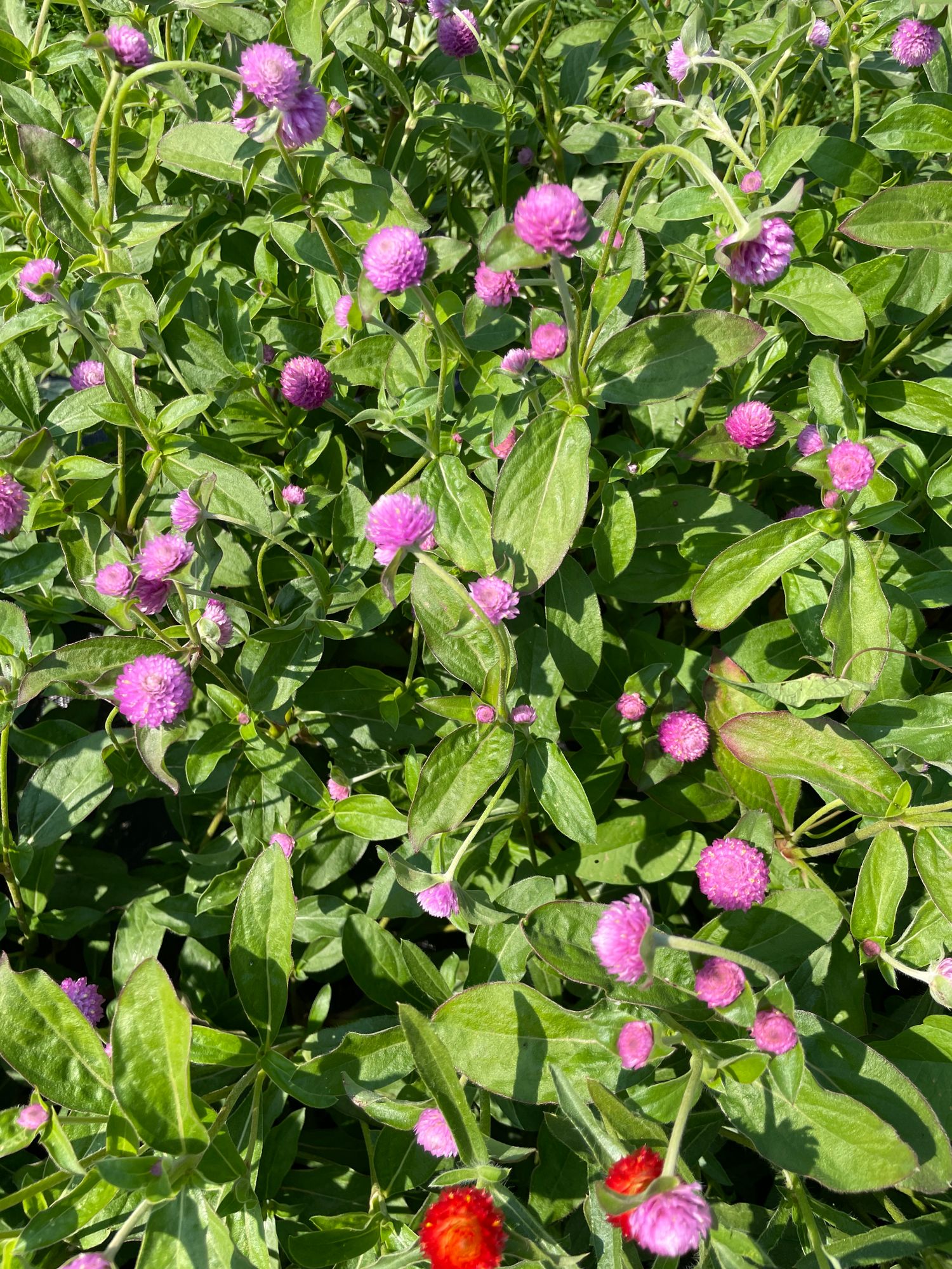 GOMPHRENA globosa QIS Lilac