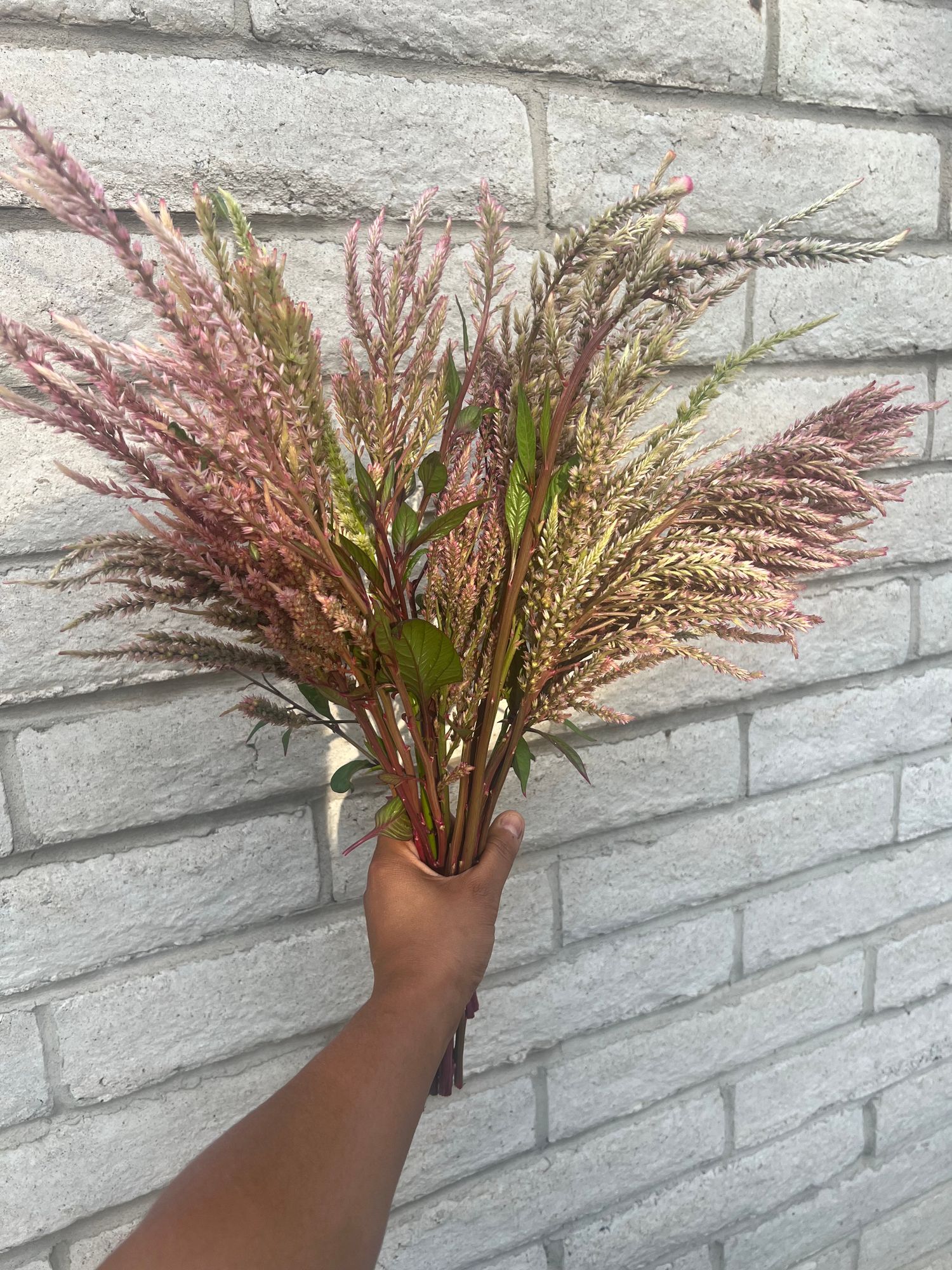 CELOSIA argentea var. plumosa Texas Plume Vintage Rose