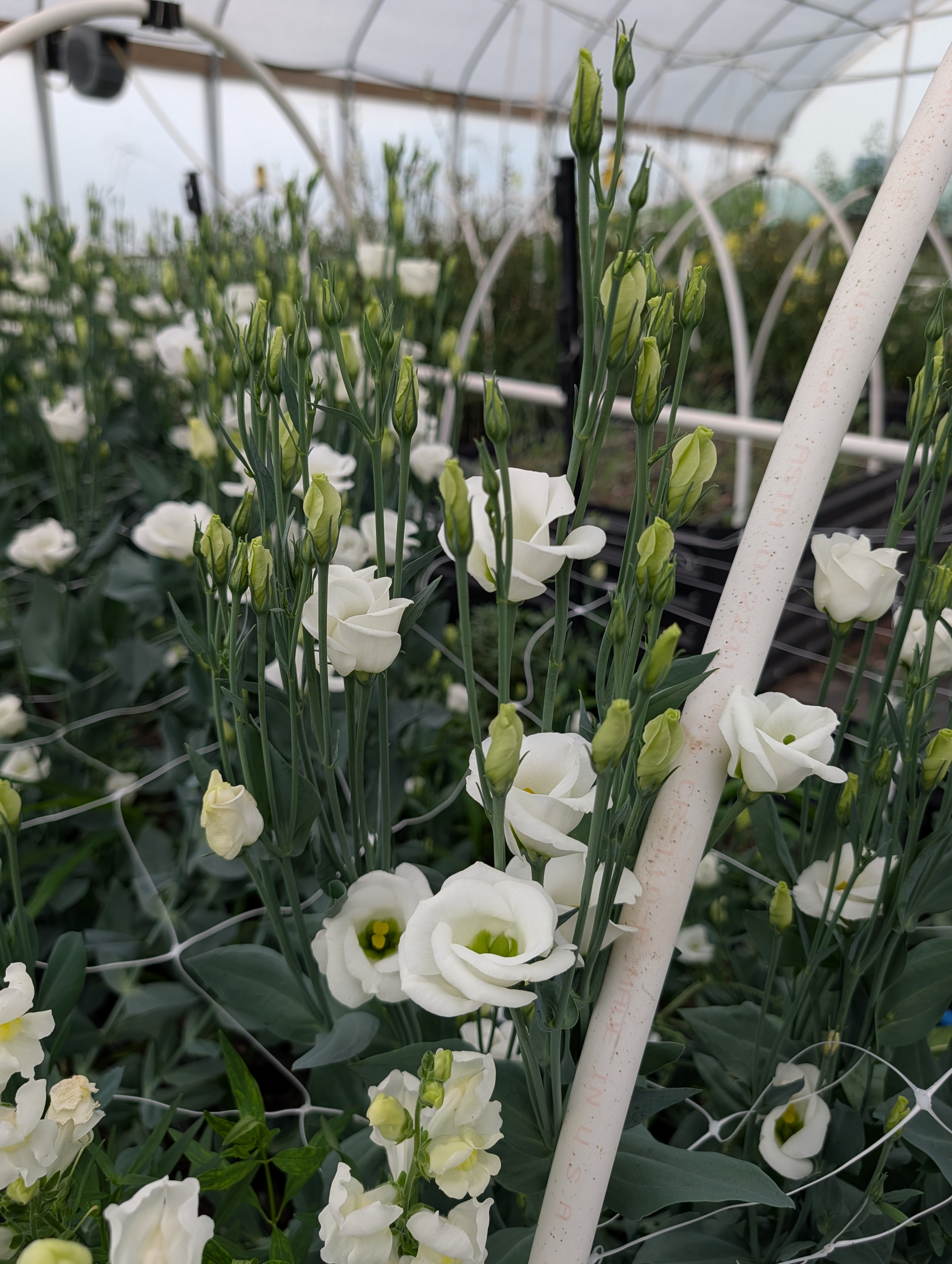 EUSTOMA grandiflorum Voyage White
