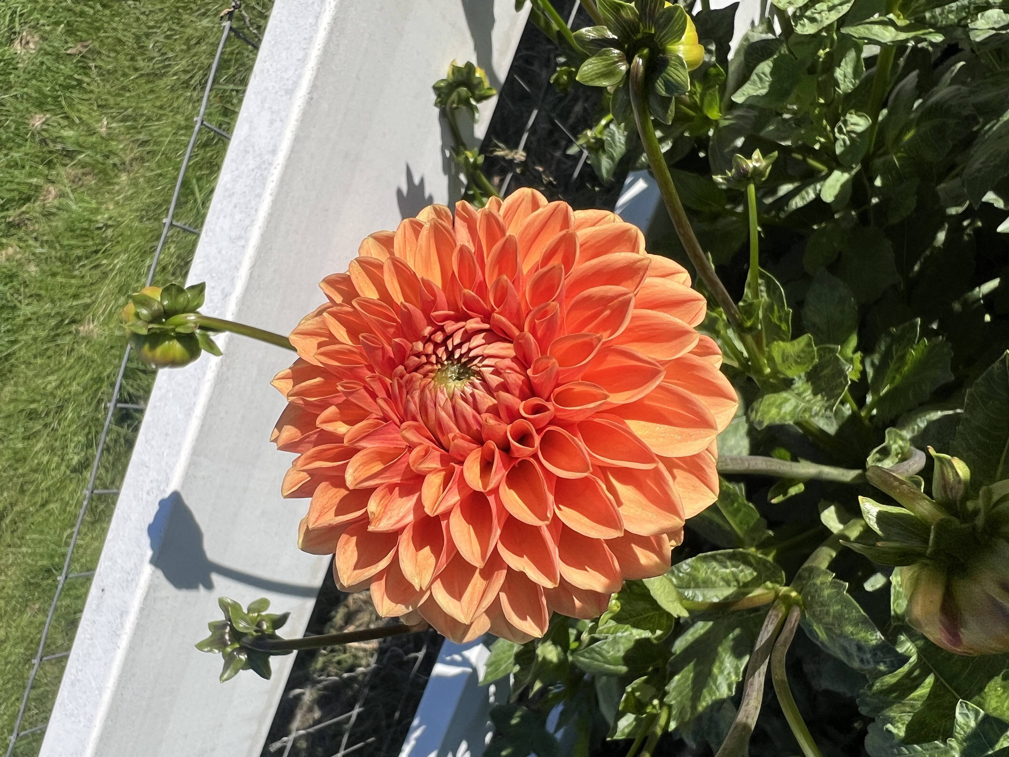 DAHLIA Maarn