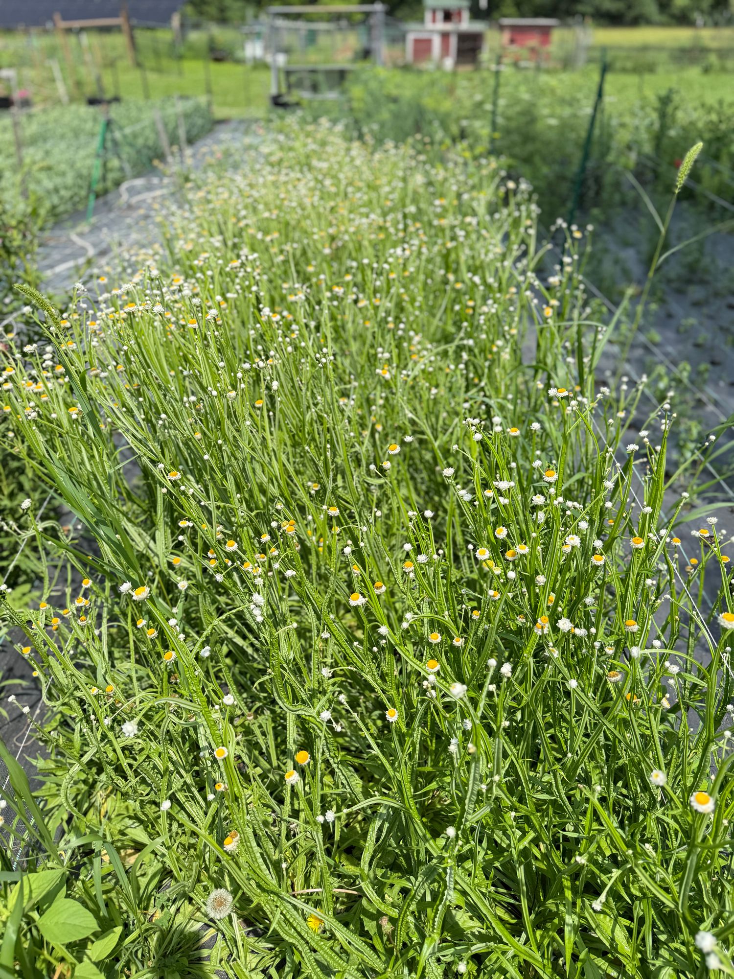 AMMOBIUM alatum