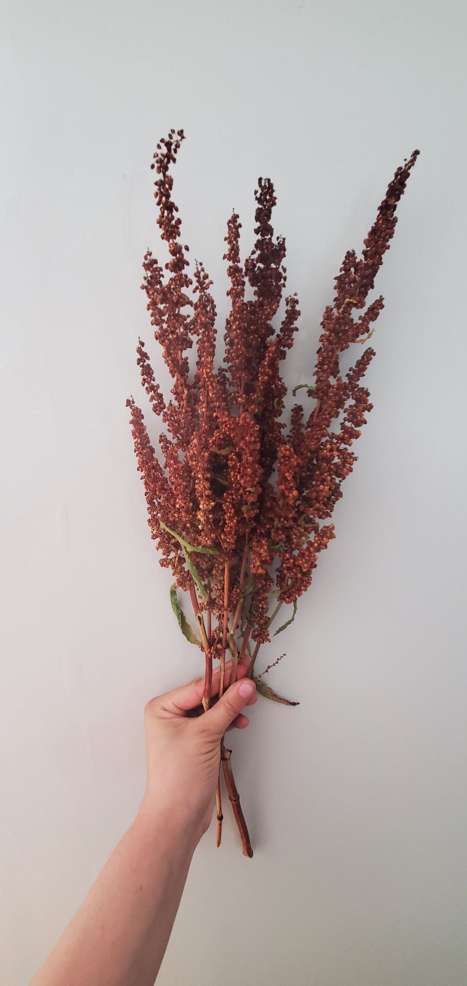 RUMEX occidentalis
