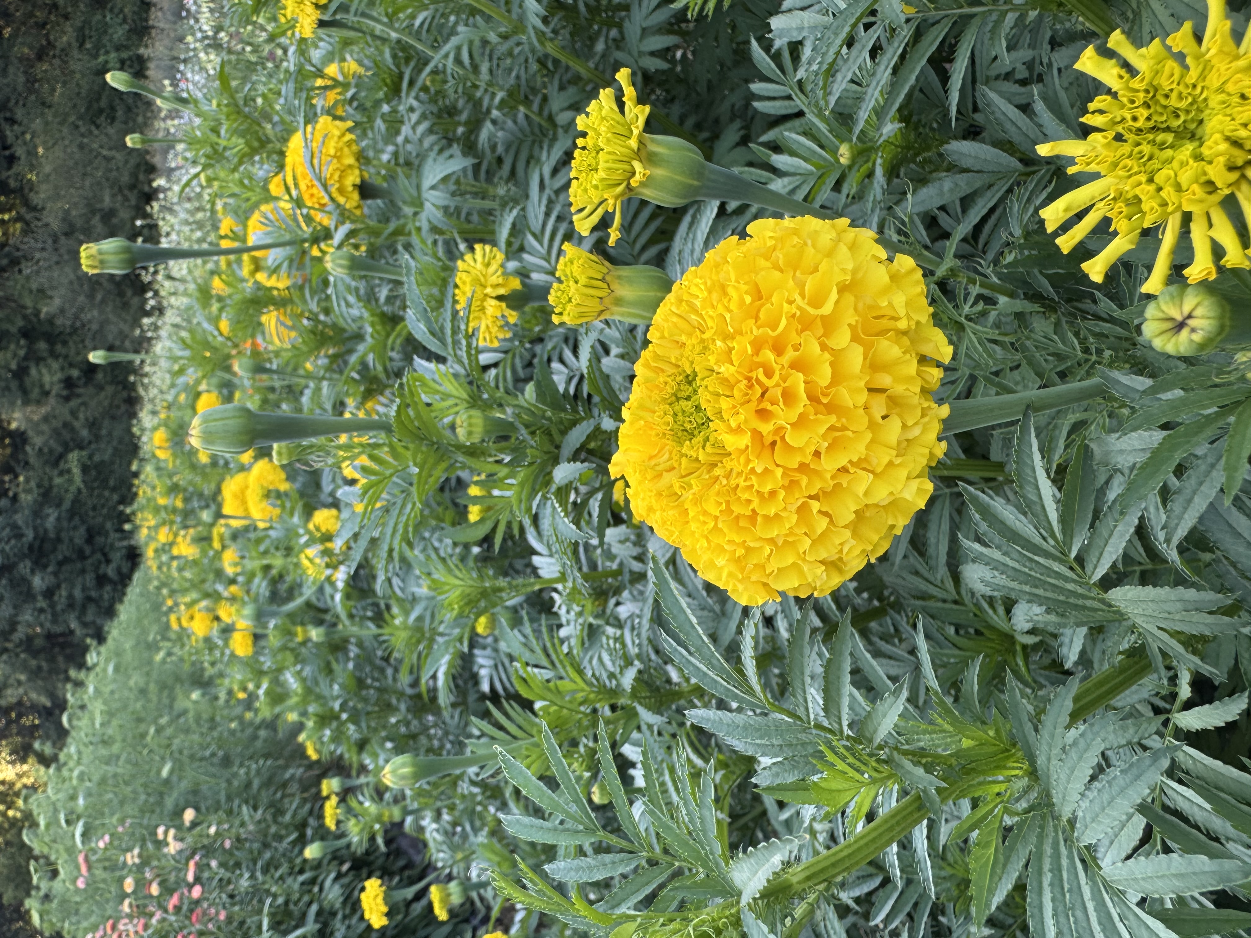 TAGETES erecta Coco Gold