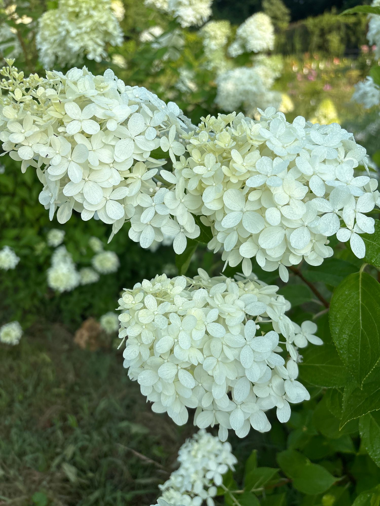 HYDRANGEA paniculata Bobo