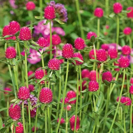 GOMPHRENA haageana QIS Carmine