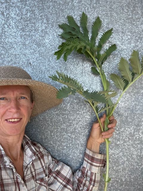 MELIANTHUS major