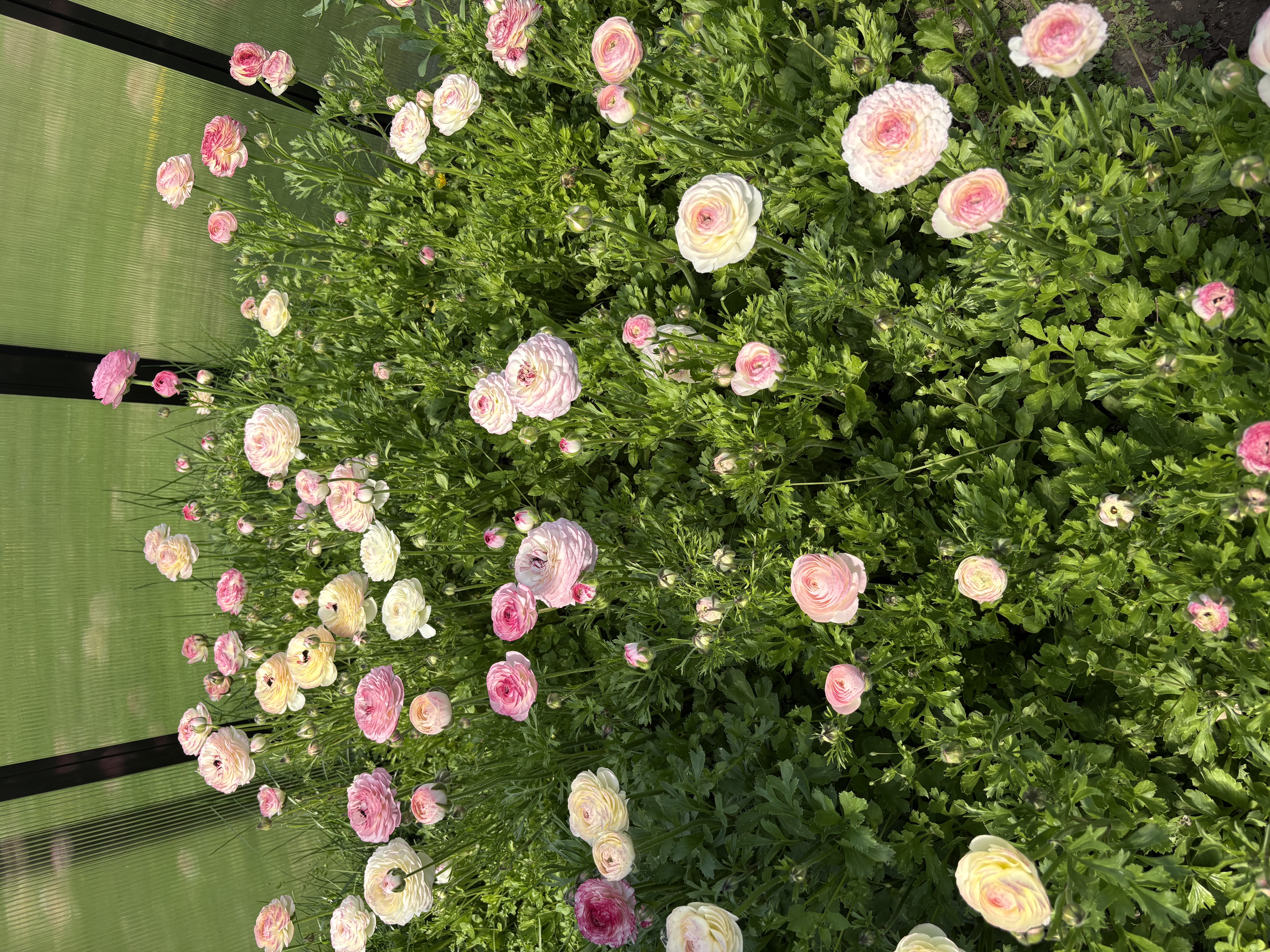 Honey Creek Flowers Banner