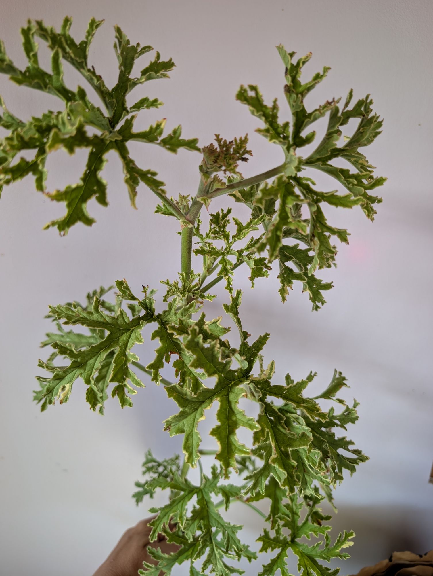 PELARGONIUM graveolens
