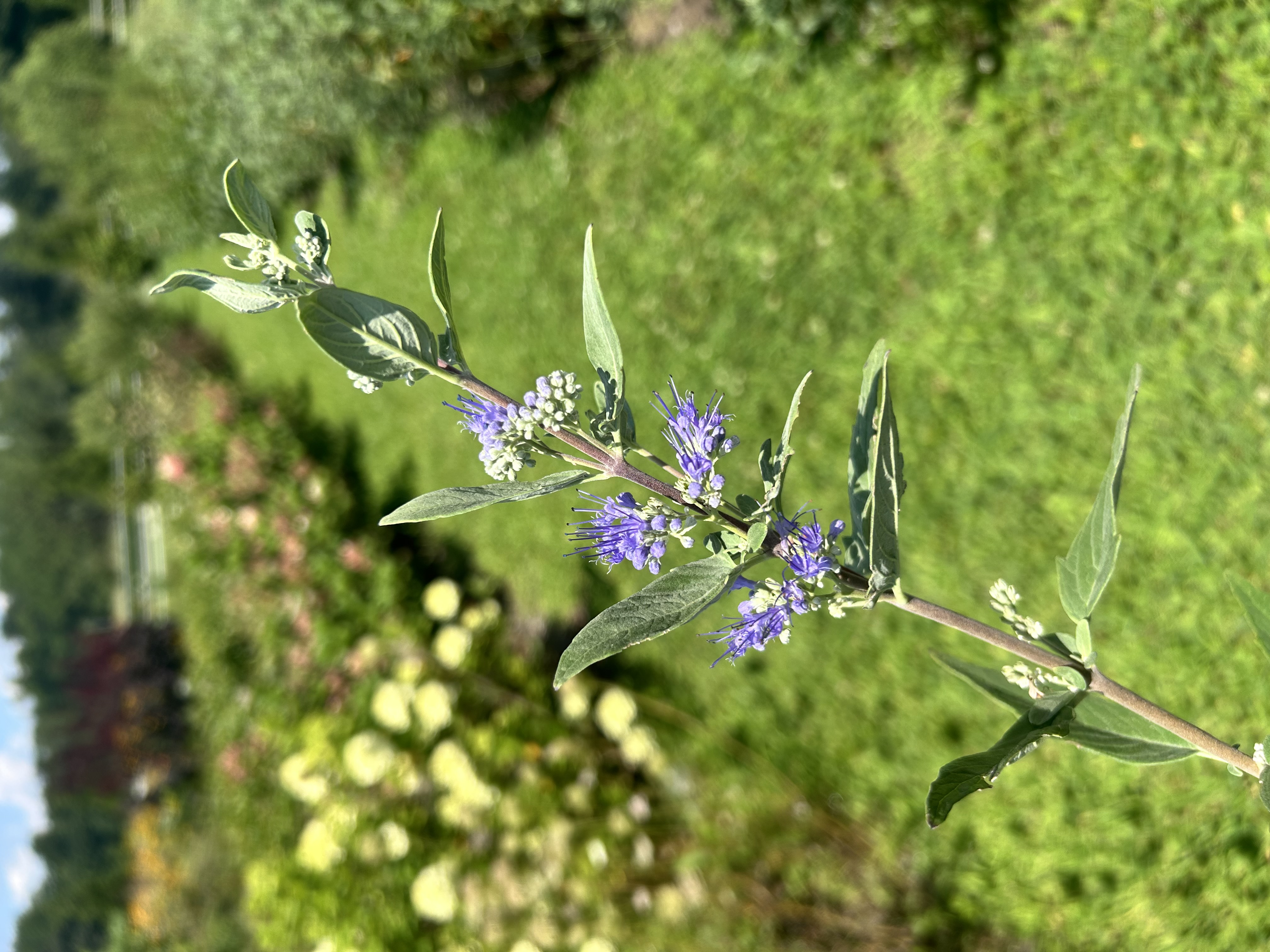 CARYOPTERIS incana Pagoda Lagoon