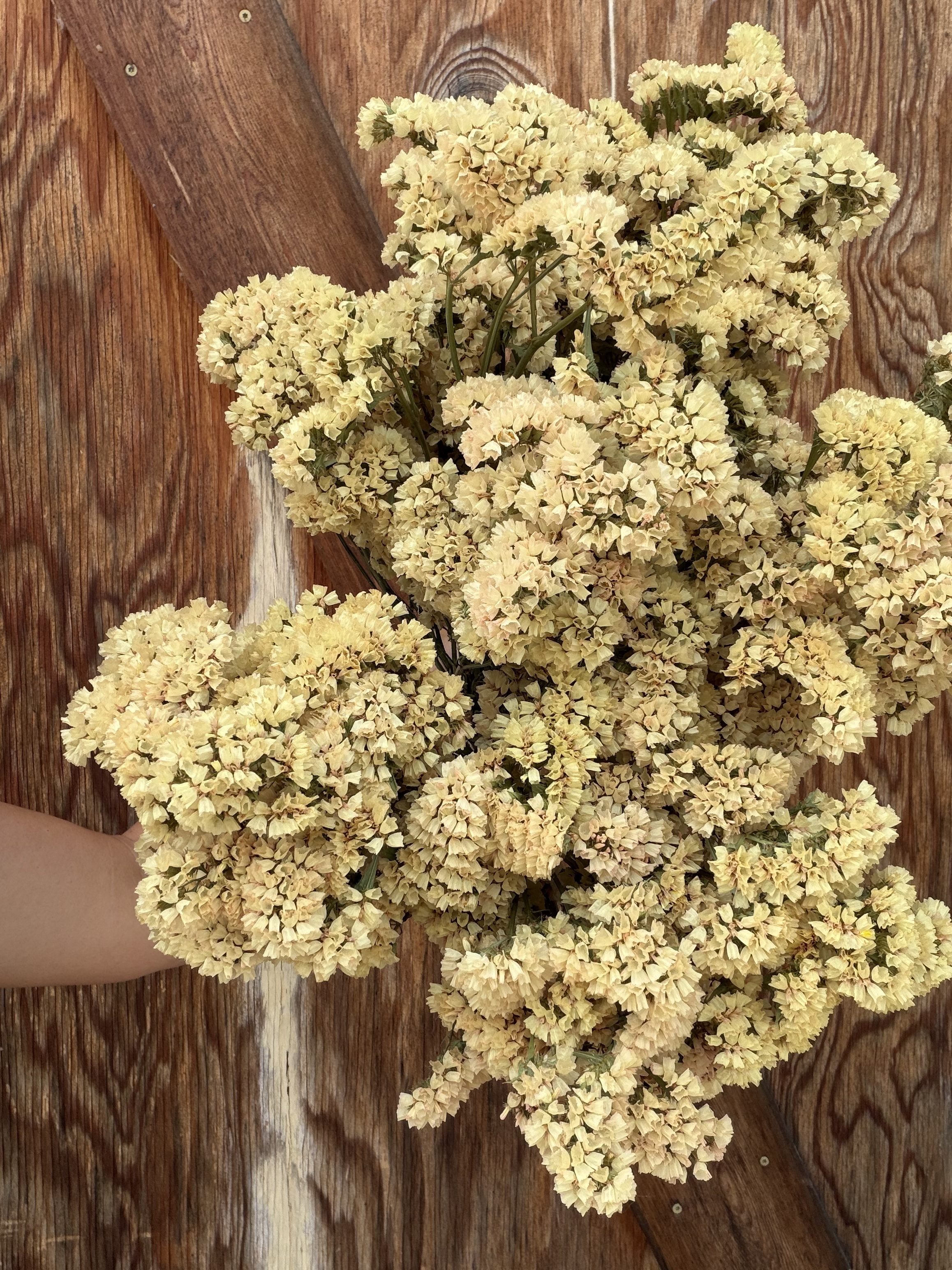 LIMONIUM sinuatum Sinuet Honey Apricot