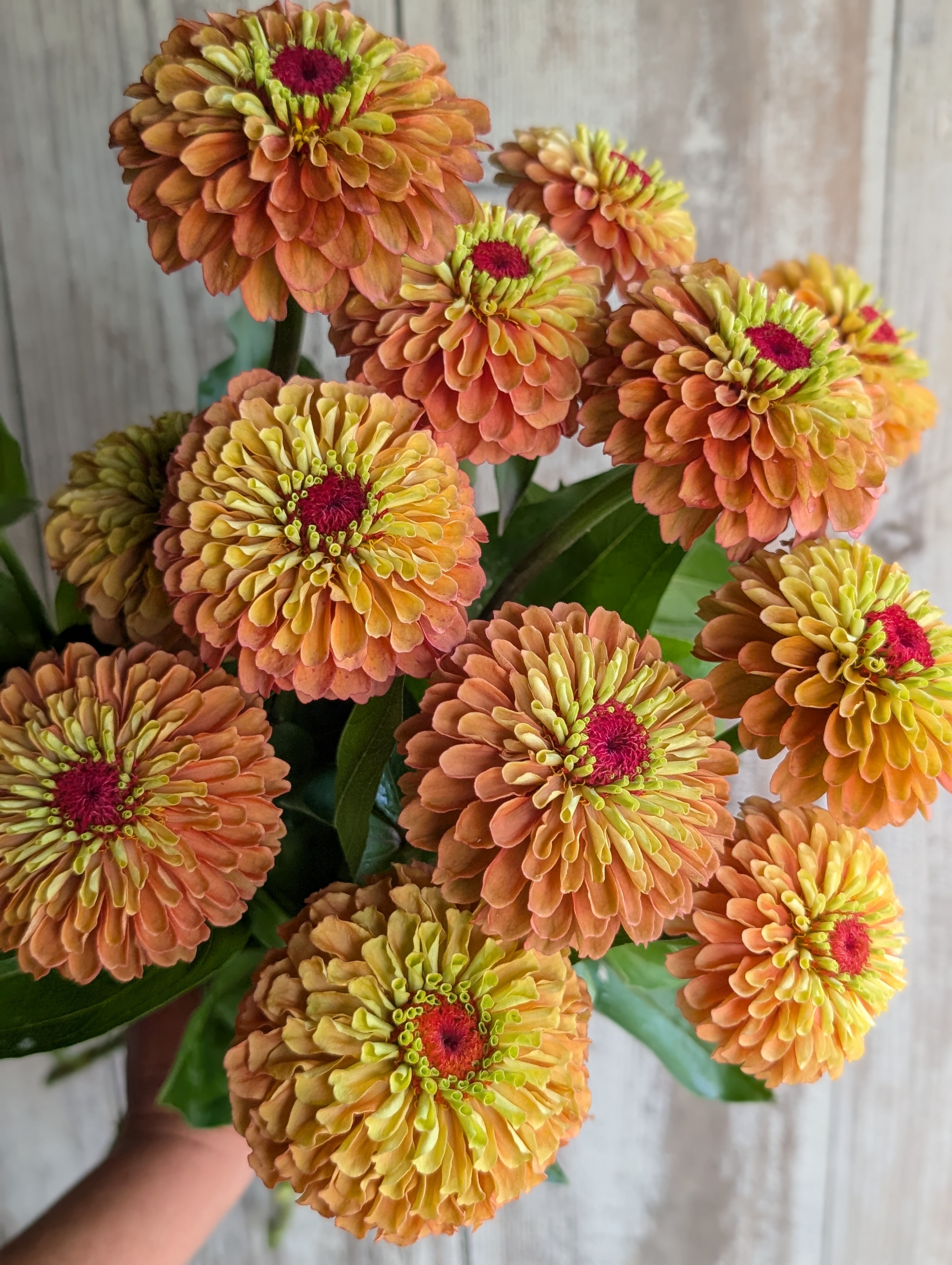 ZINNIA elegans Queeny Lime Orange