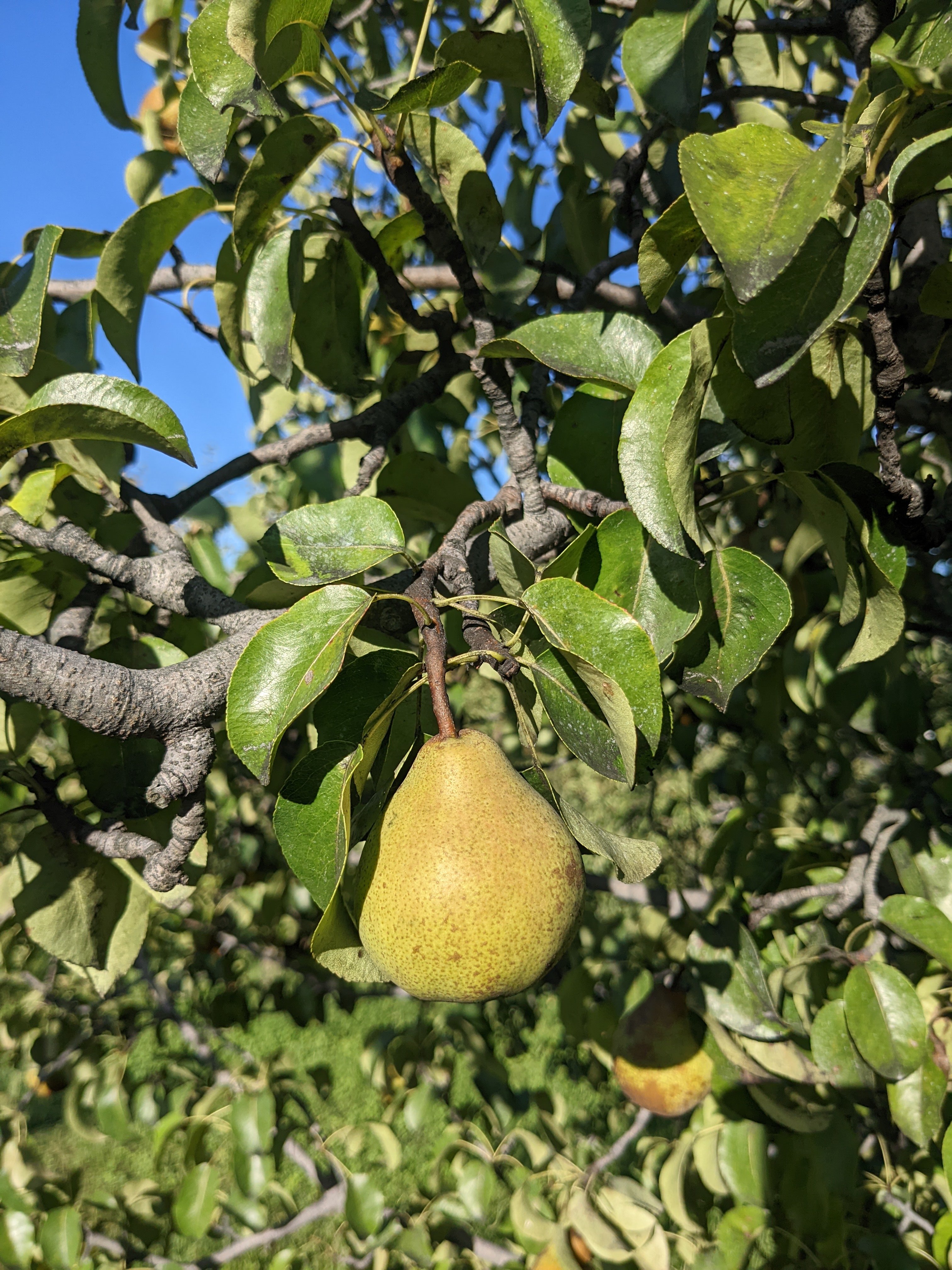 Pears