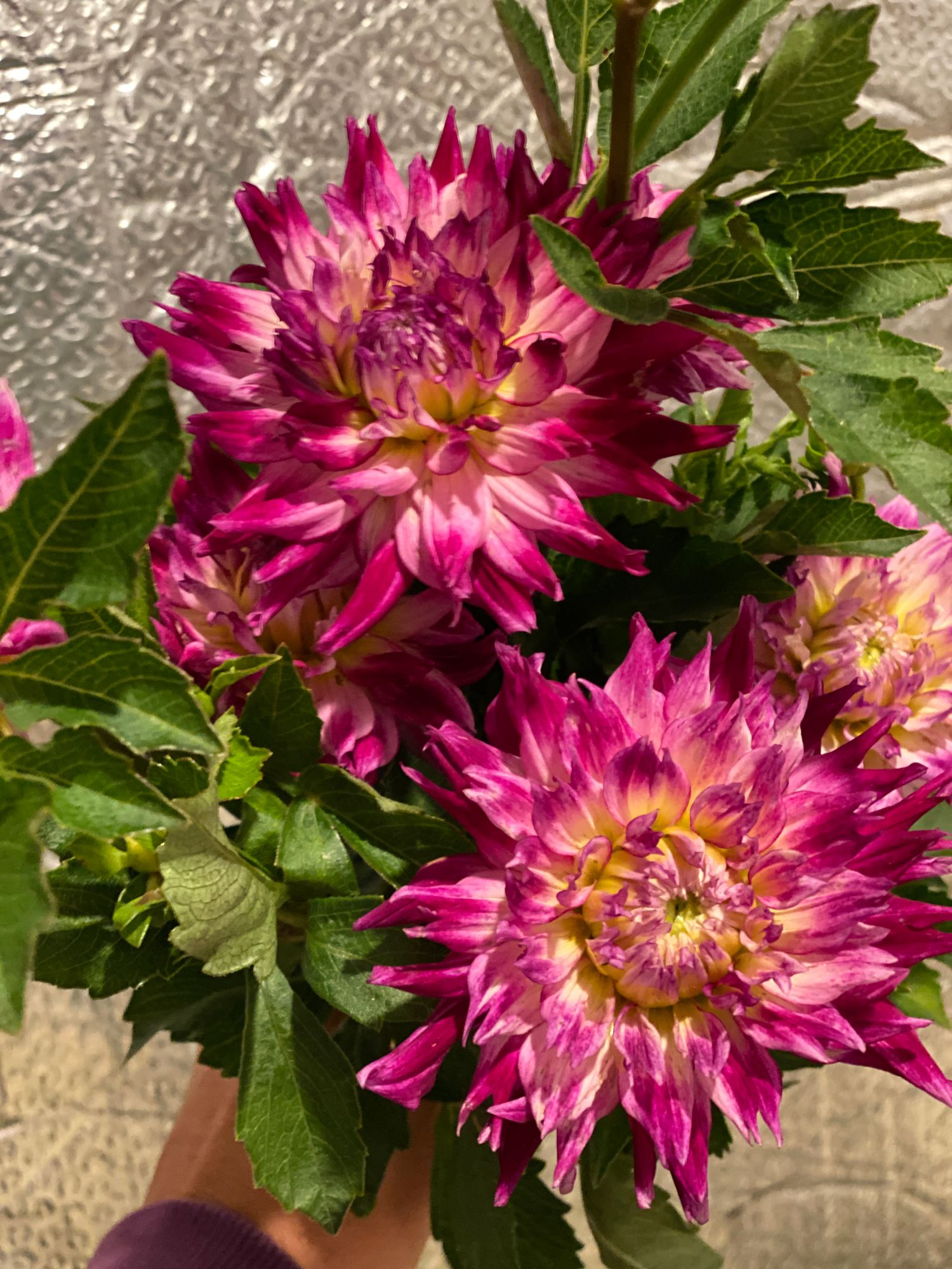 DAHLIA Cactus