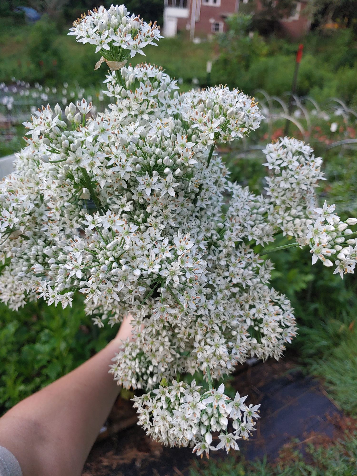 ALLIUM tuberosum