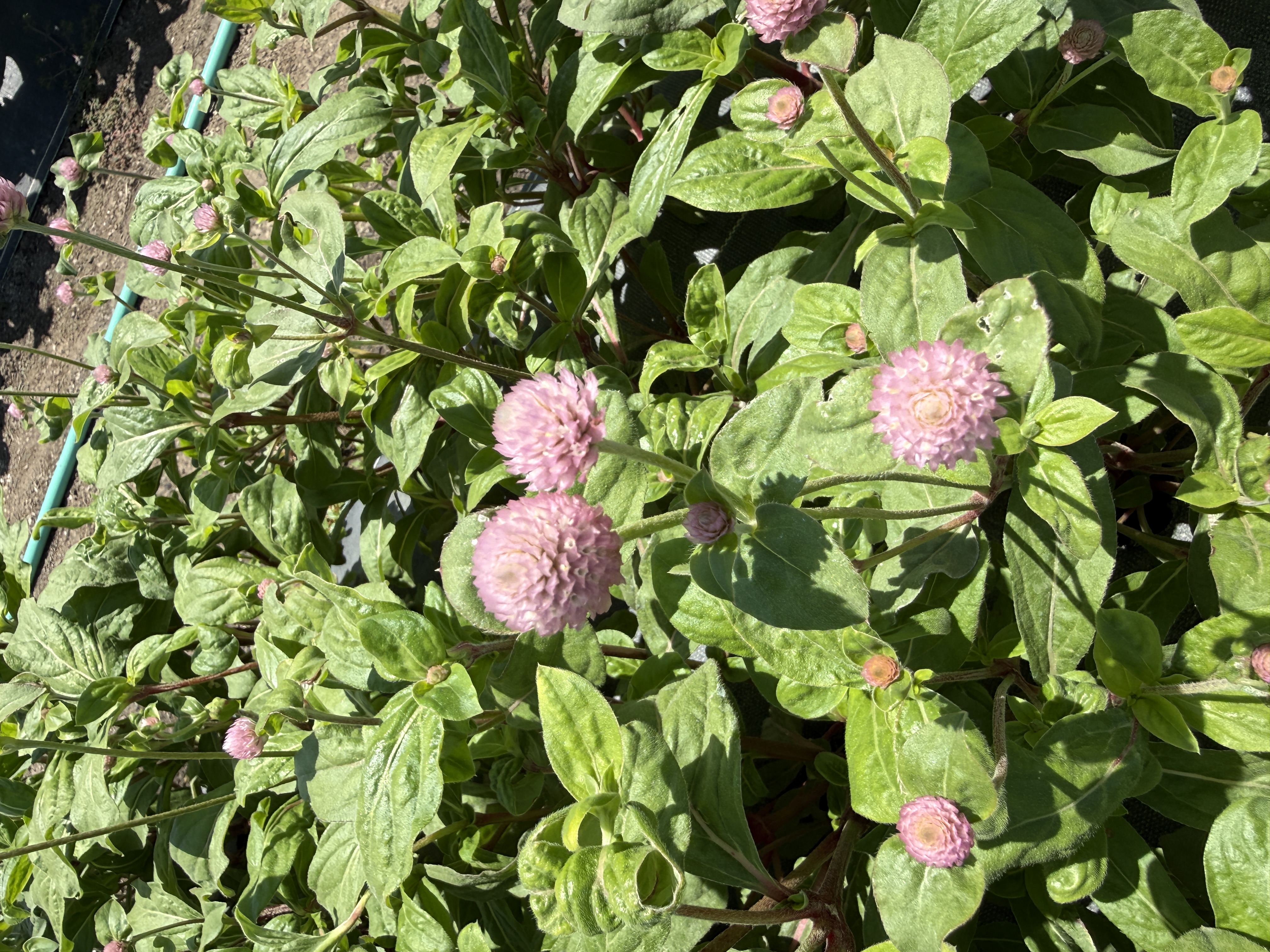 GOMPHRENA globosa Audray Pink