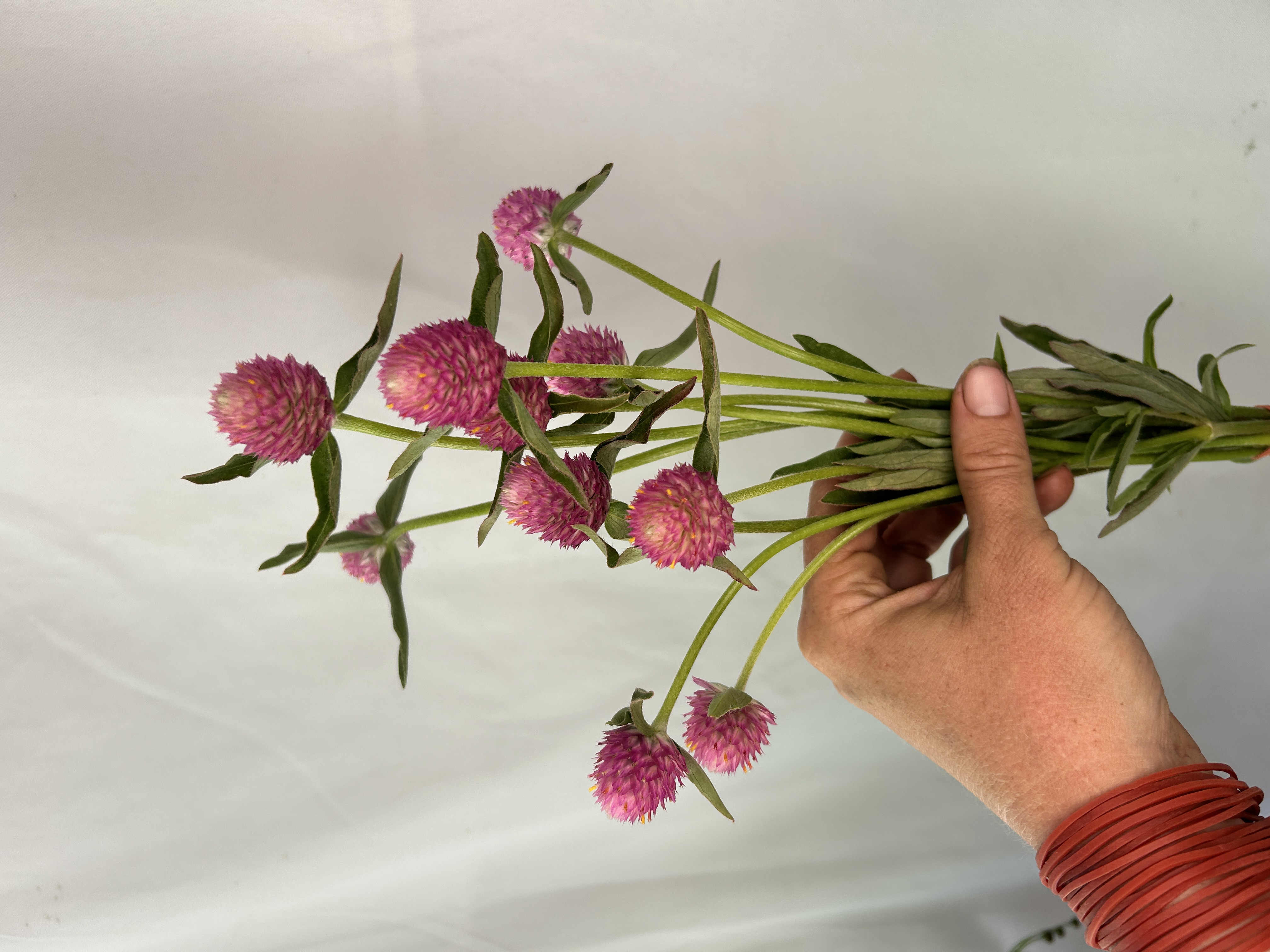 GOMPHRENA haageana Sequin