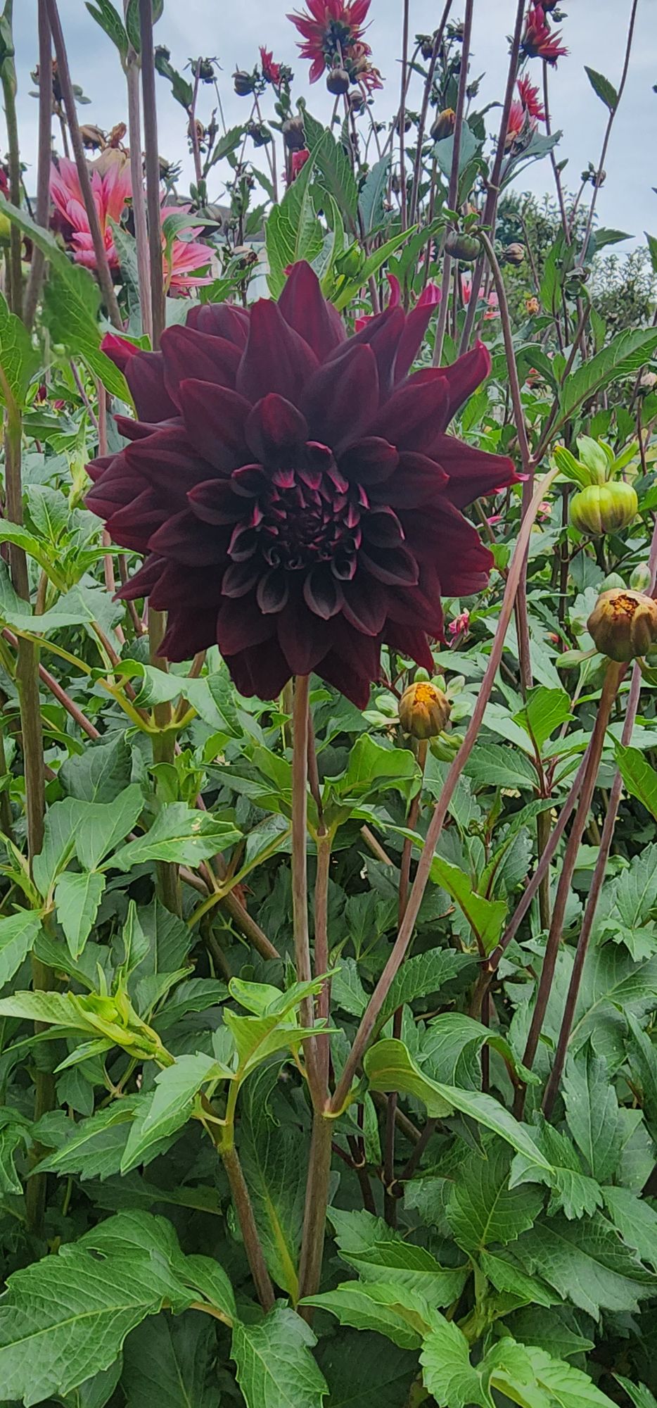 DAHLIA Rip City