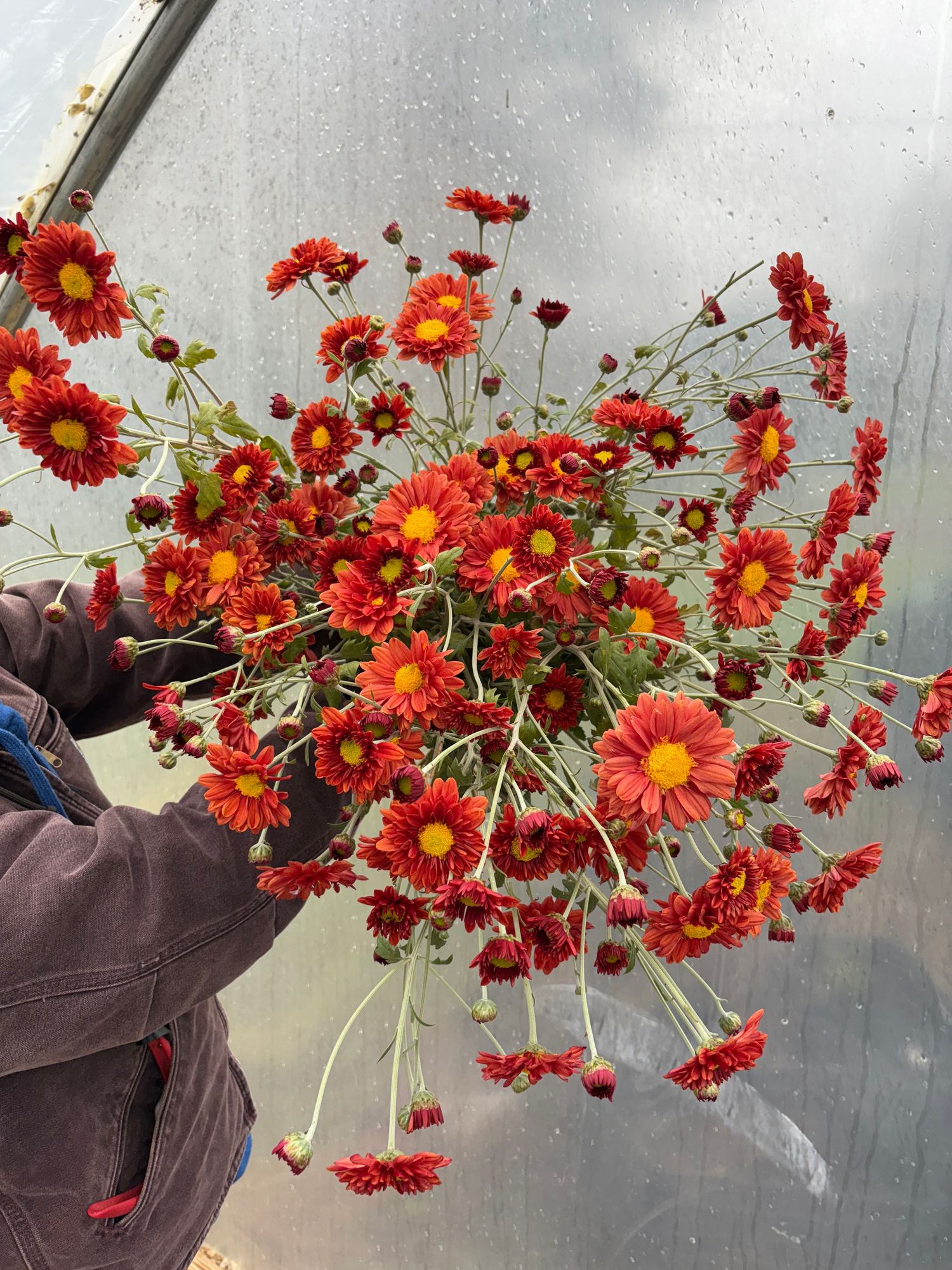 CHRYSANTHEMUM x Mancetta Sunset