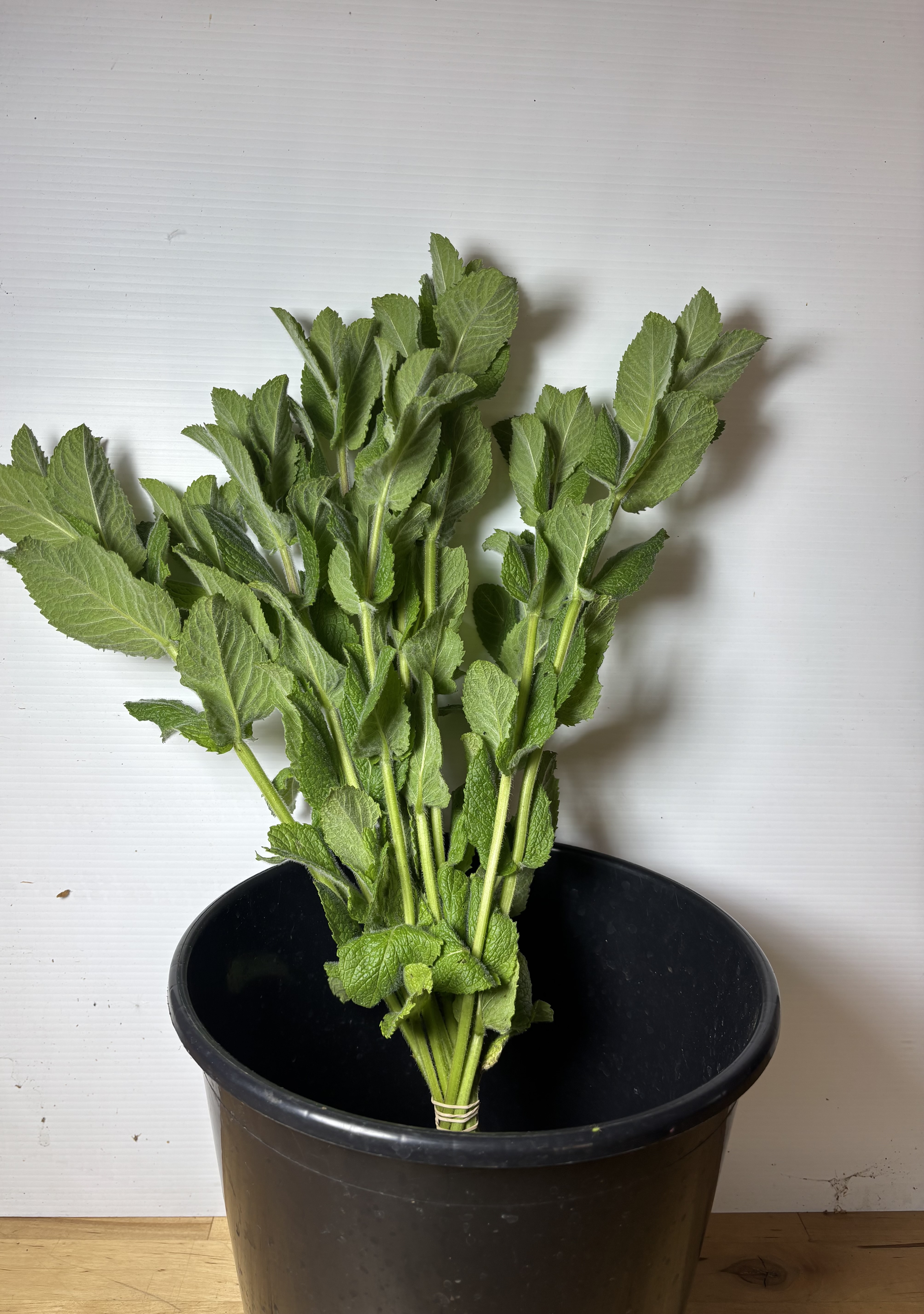 MENTHA suaveolens