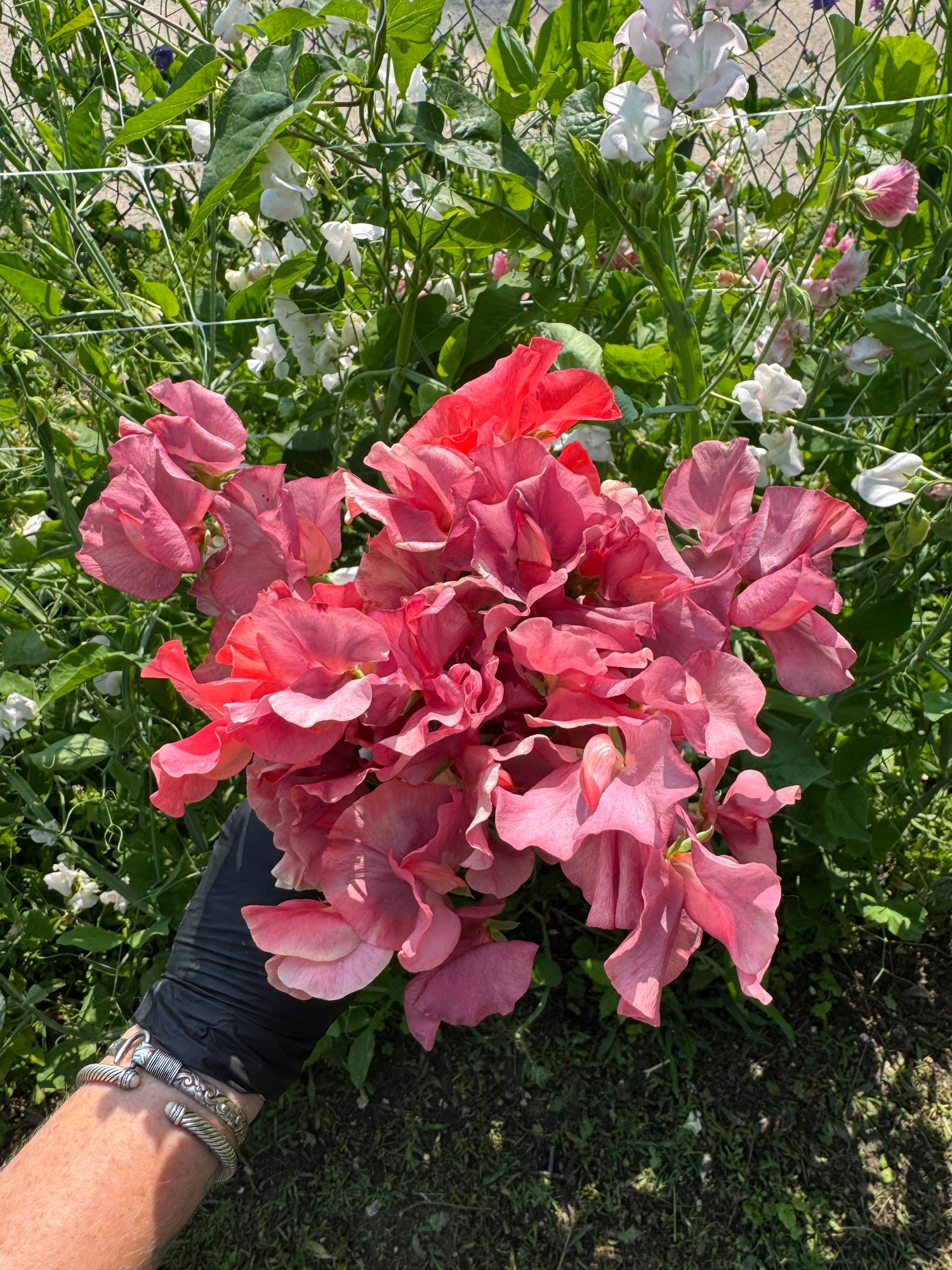 LATHYRUS odoratus Kings Ransom