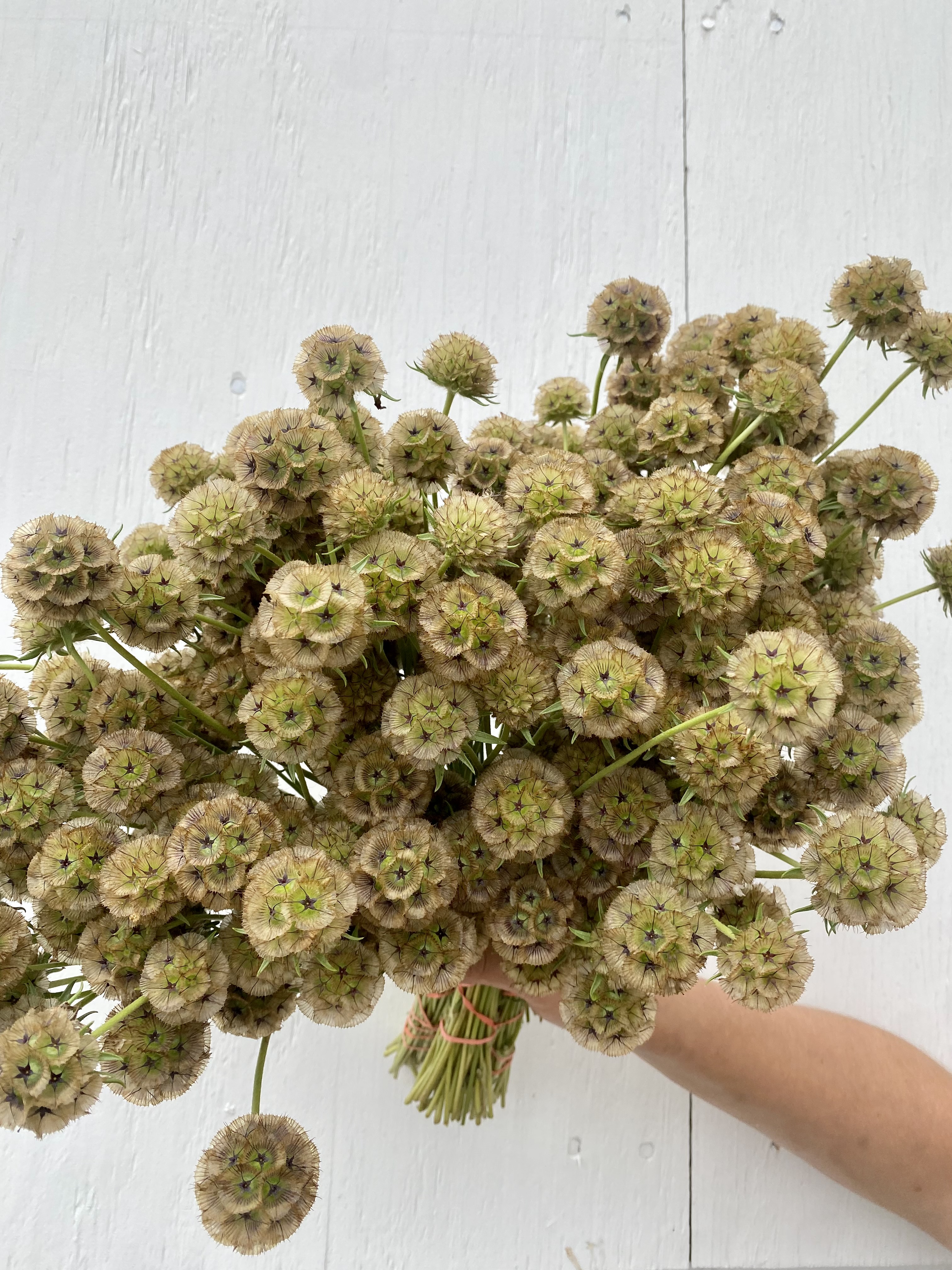 SCABIOSA stellata