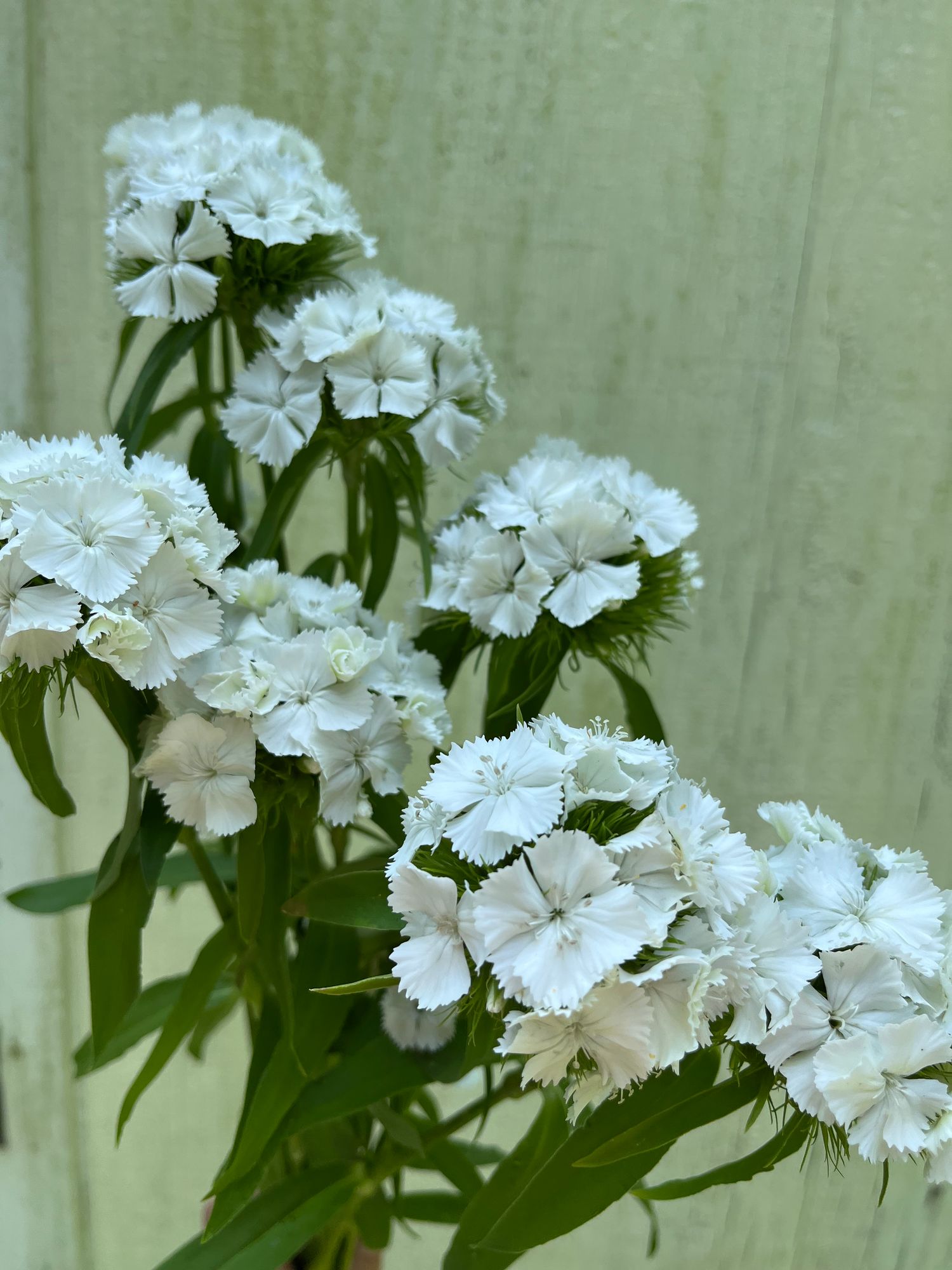 DIANTHUS