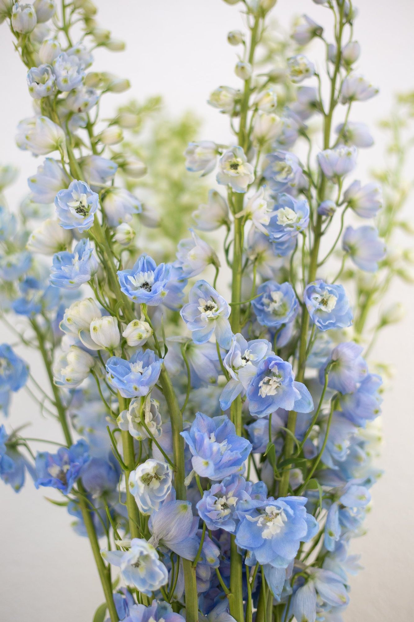 DELPHINIUM elatum Magic Fountains Sky Blue White Bee