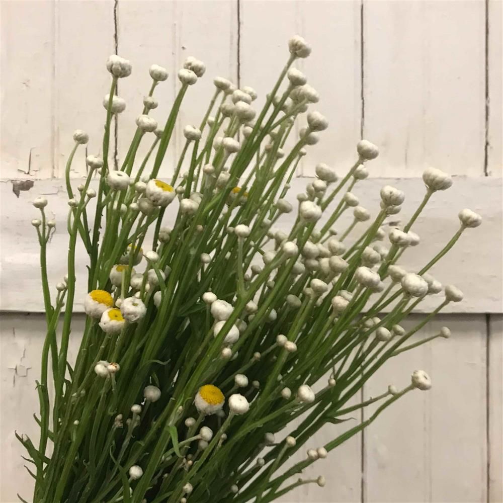 AMMOBIUM alatum