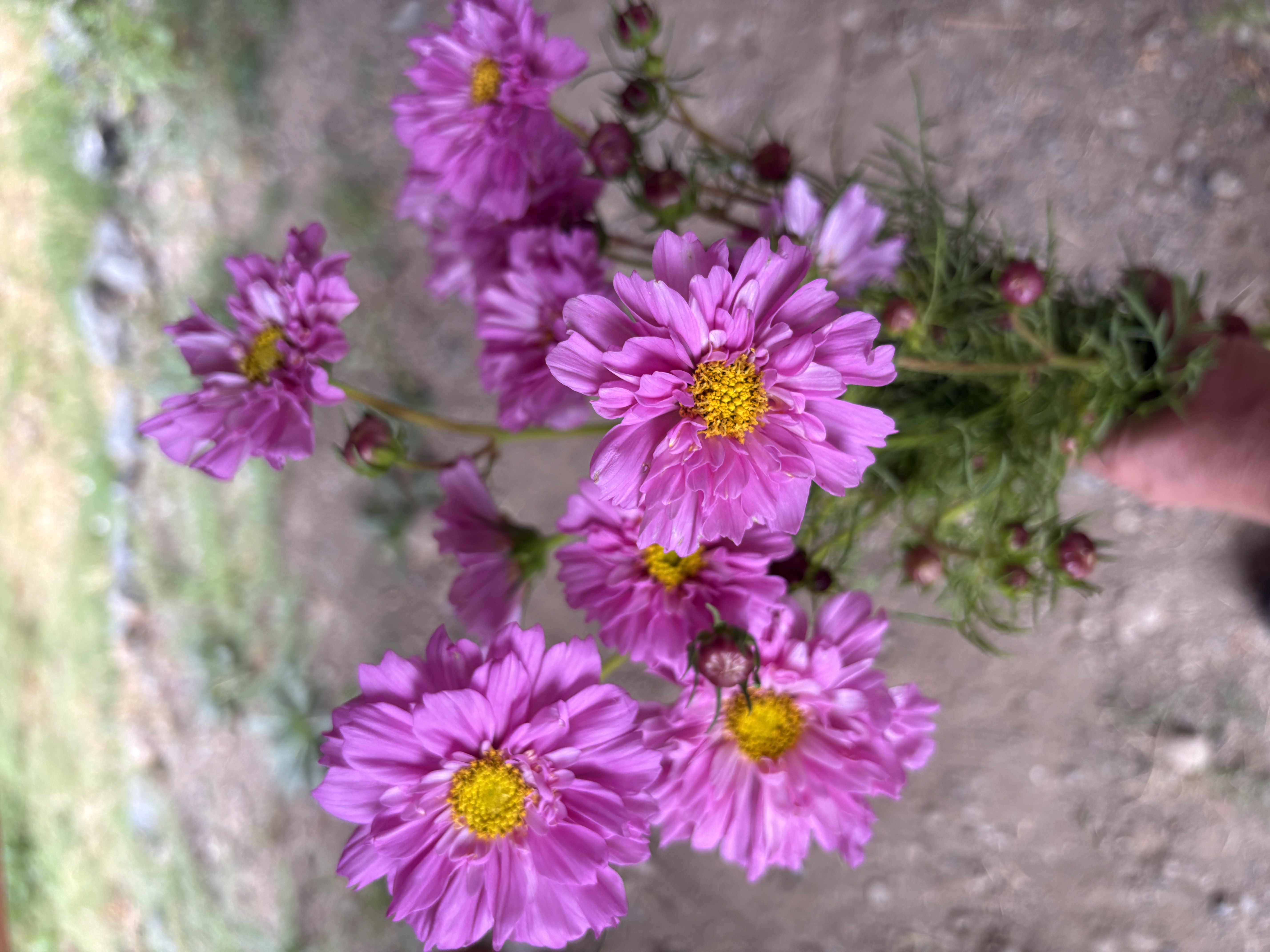 COSMOS bipinnatus Double Click Rose Bon Bon