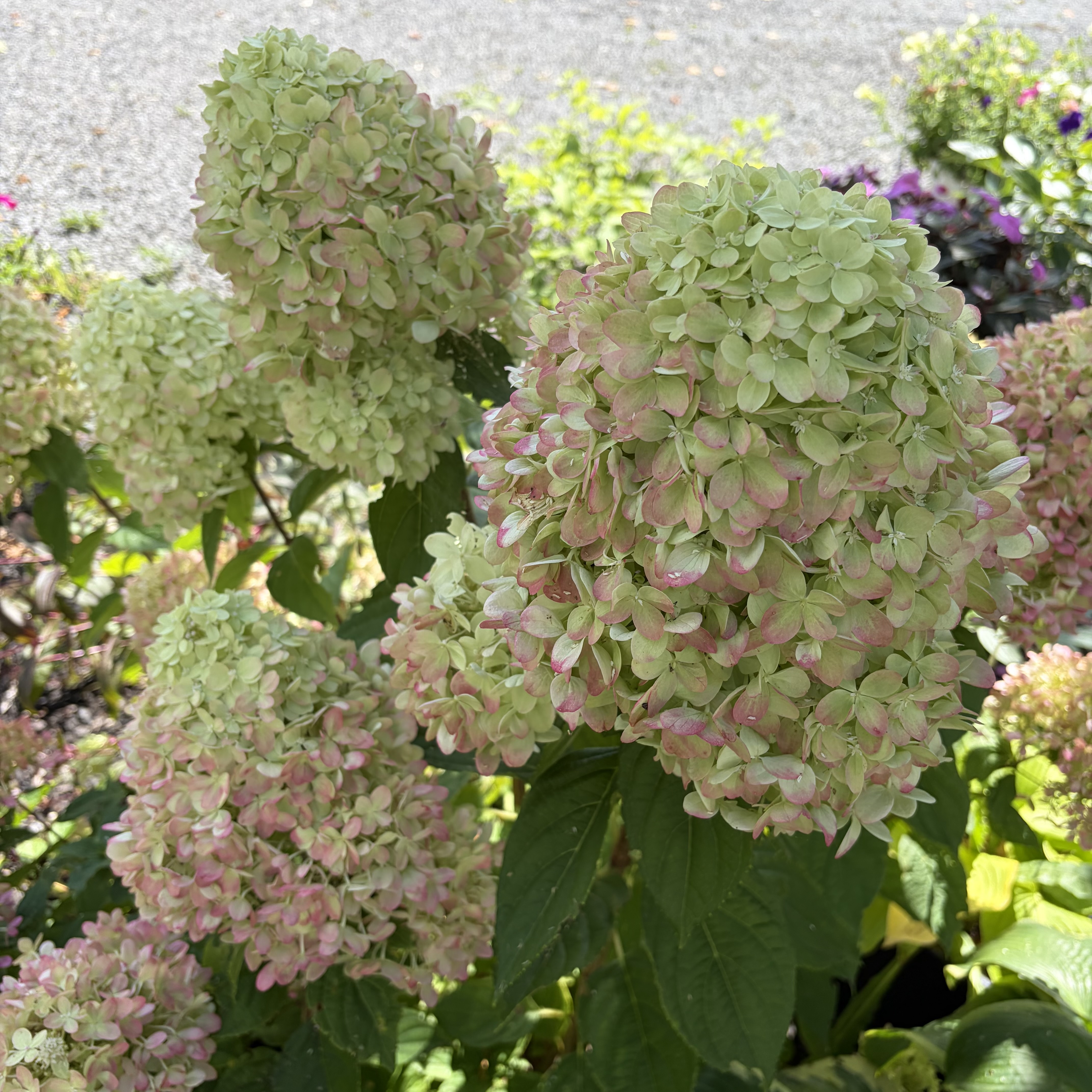 HYDRANGEA paniculata Limelight