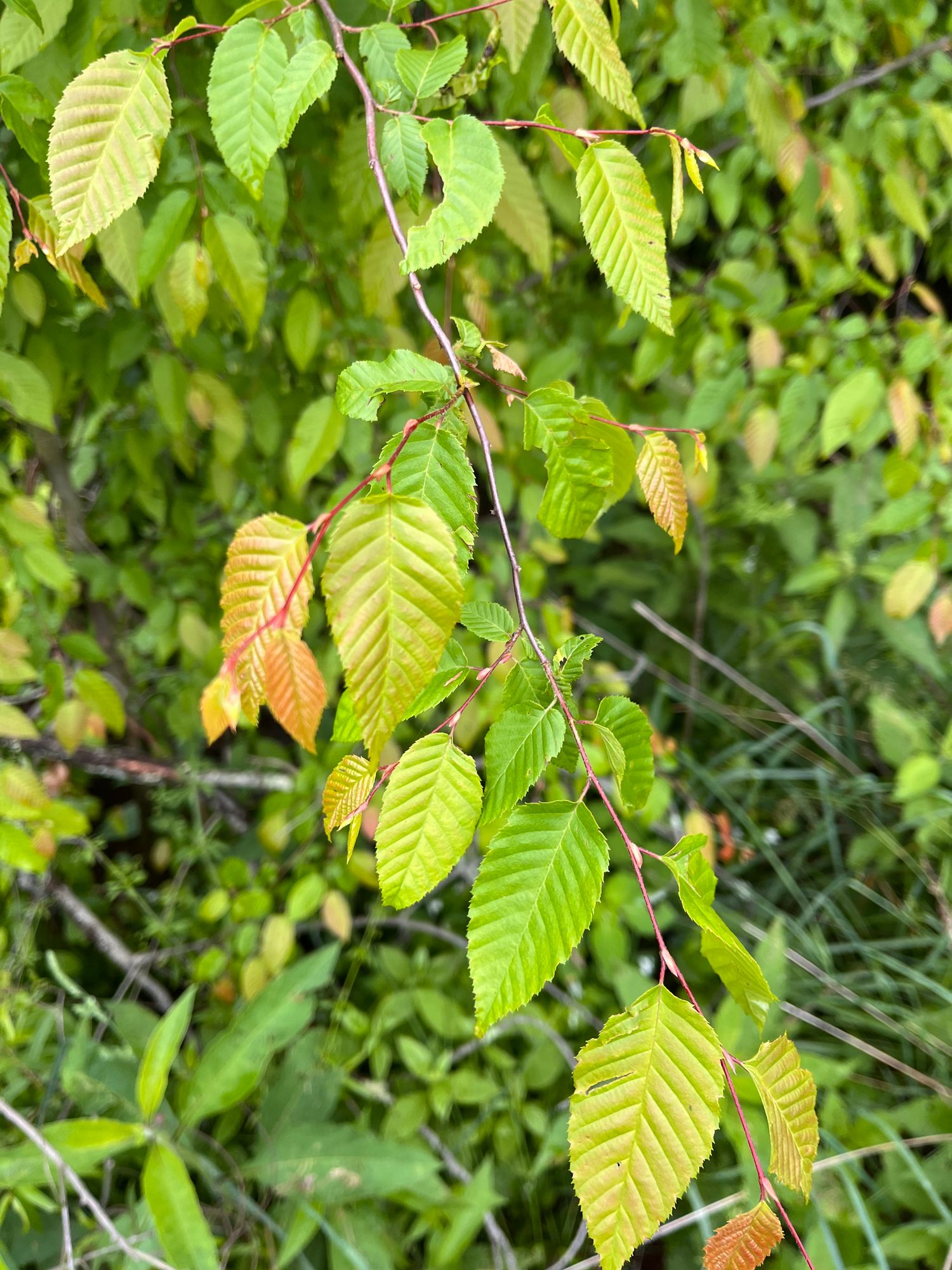 CARPINUS caroliniana
