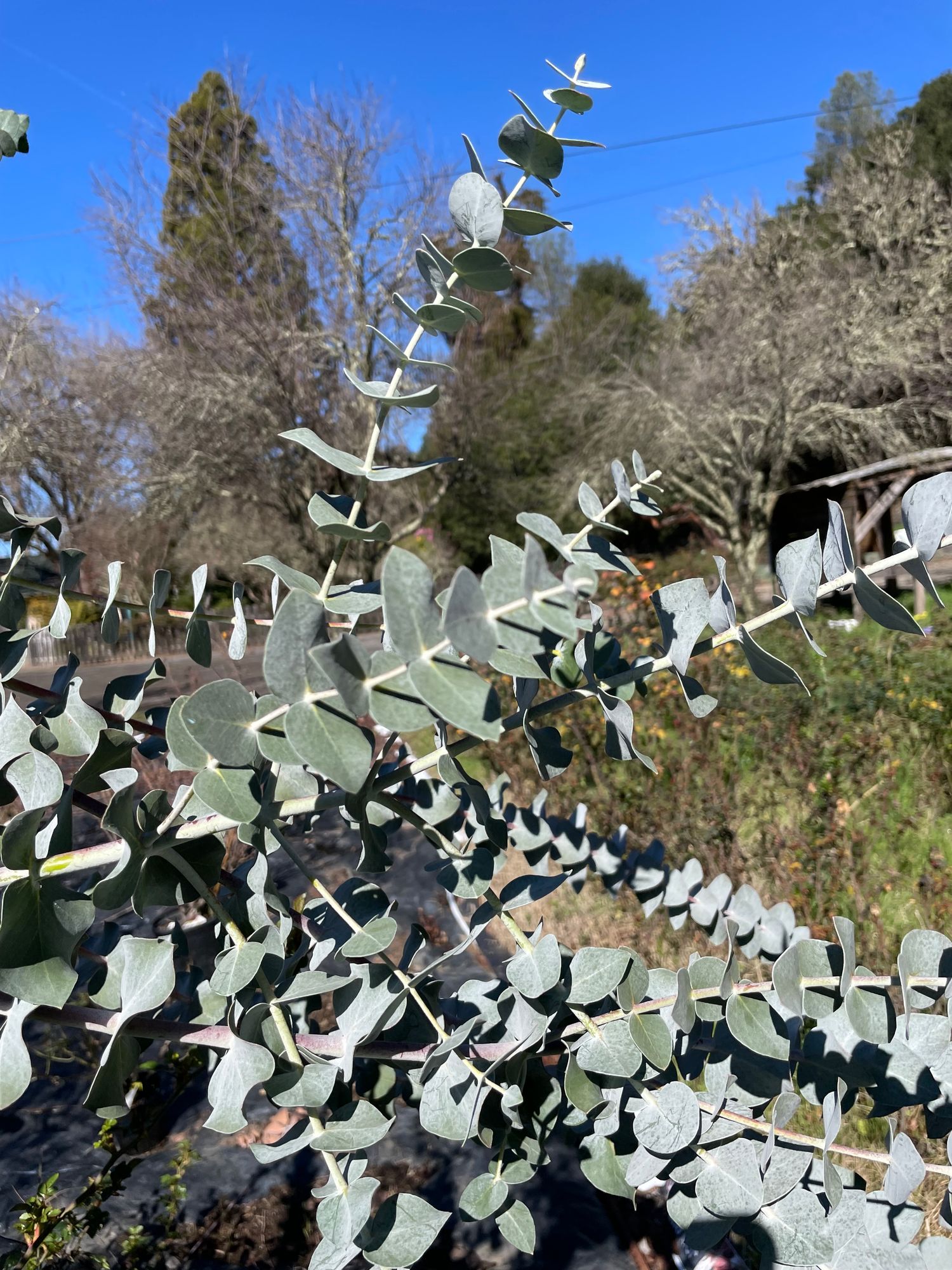 EUCALYPTUS pulverulenta